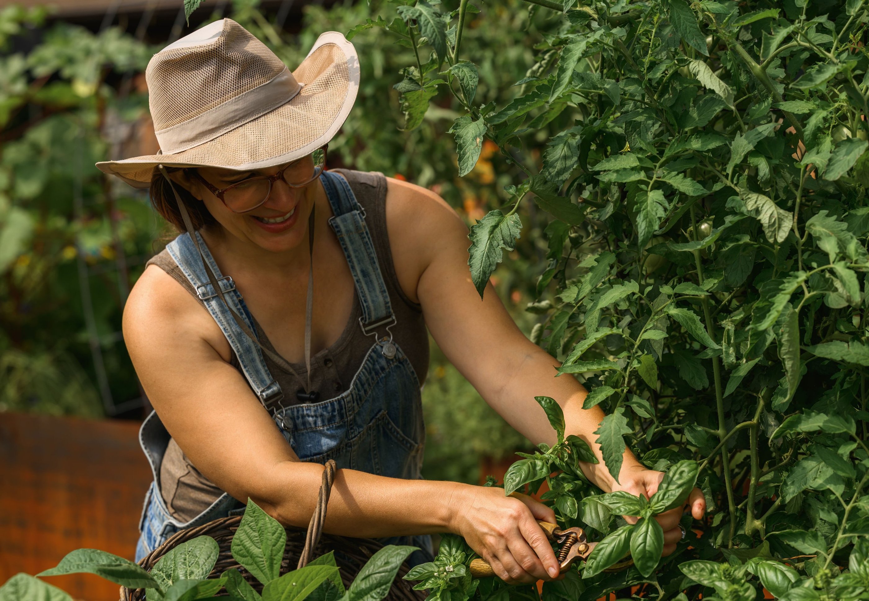 Julie Picchiotti Harvesting Basil from a Kitchen Garden