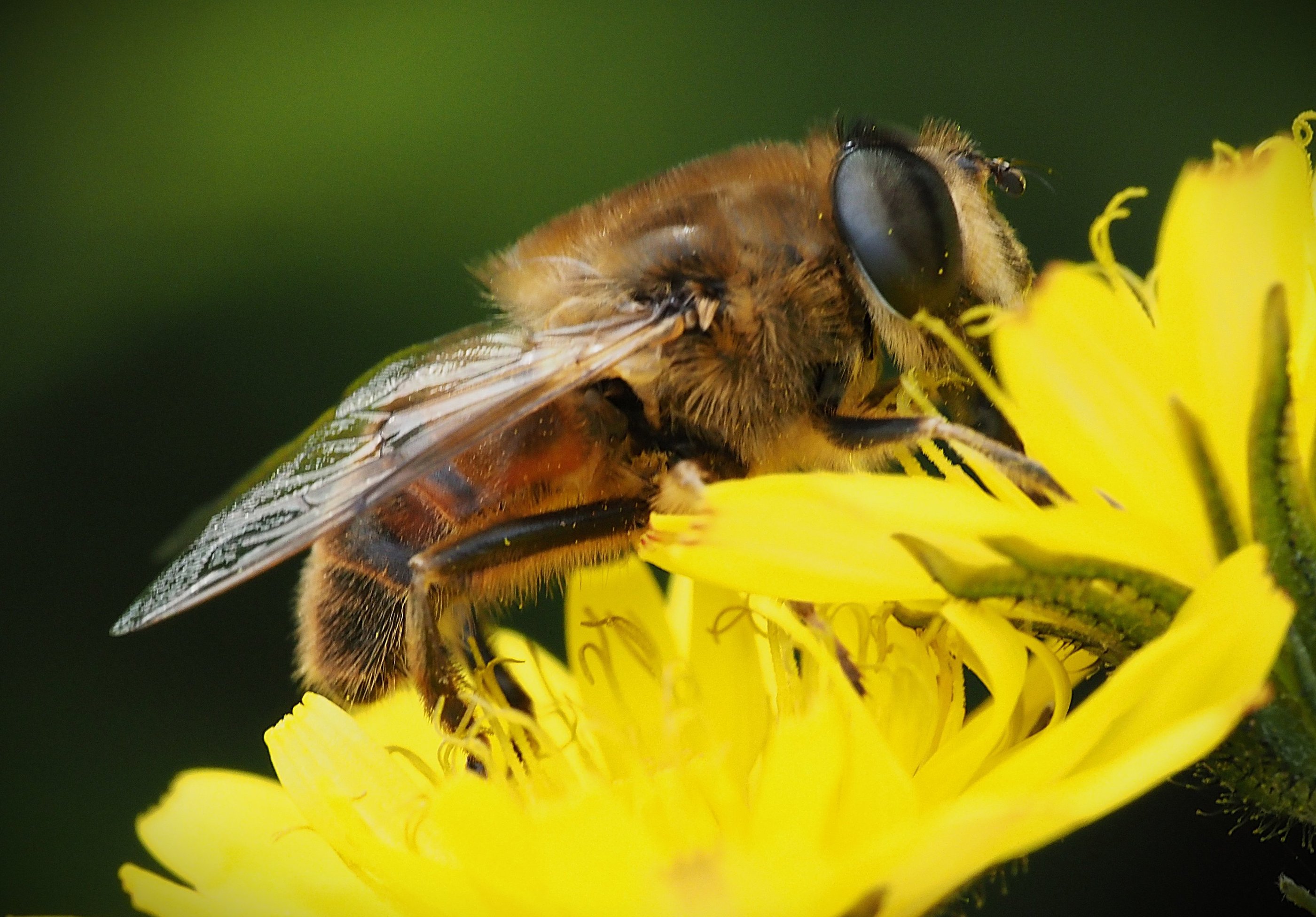 Image of the common drone fly Eristalis tenax