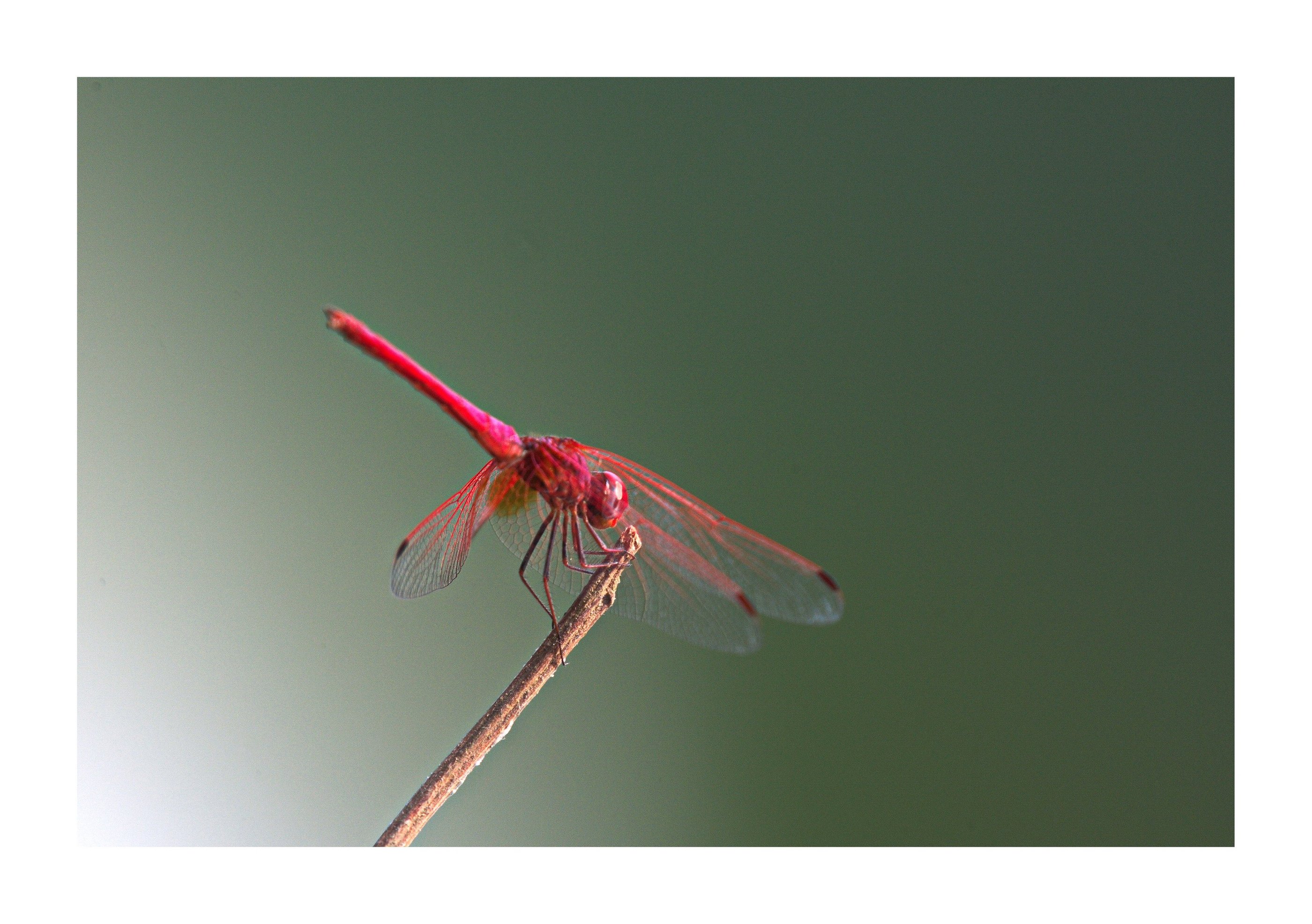 dragonfly in Bardiya