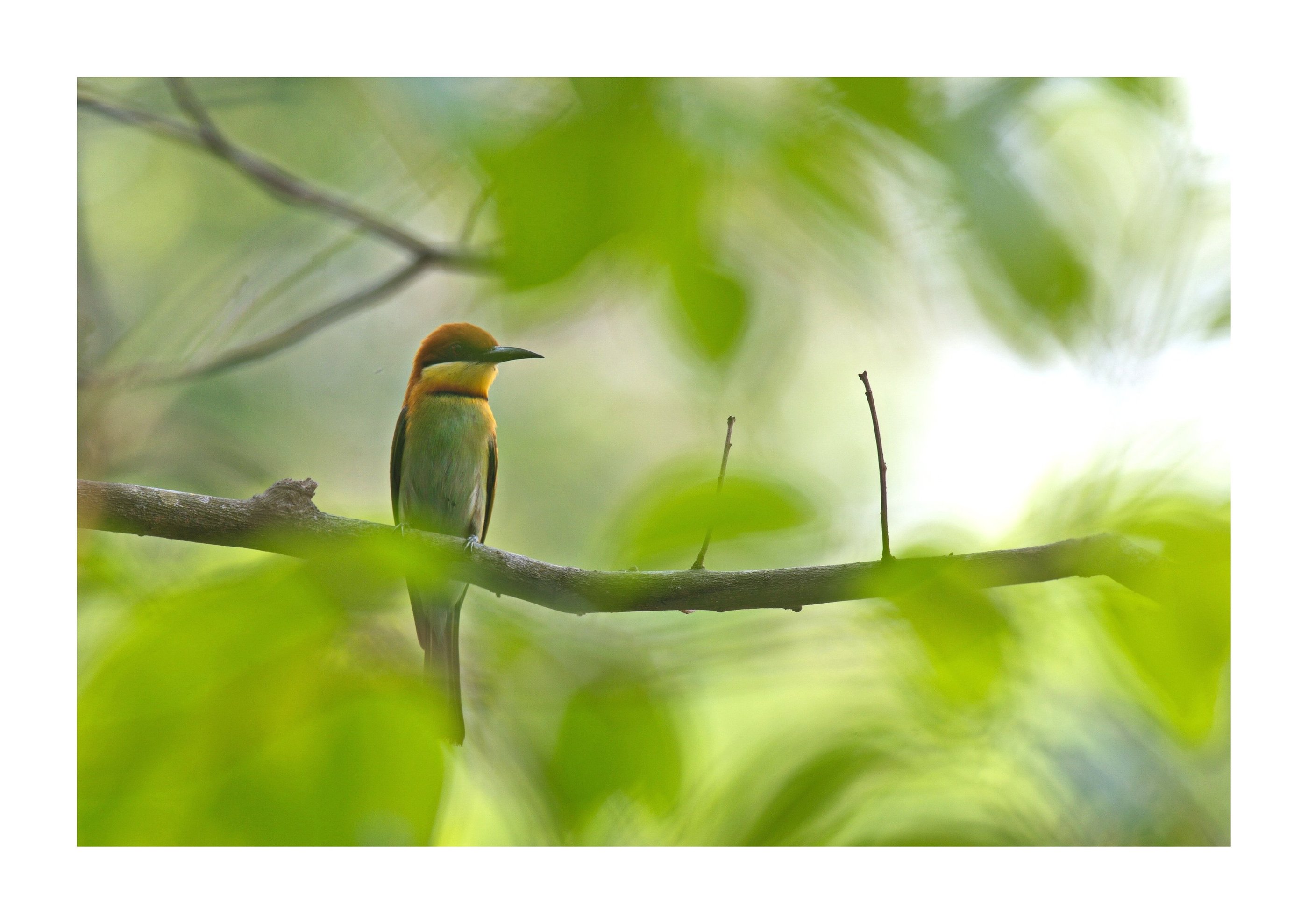 wasp eater in Bardiya