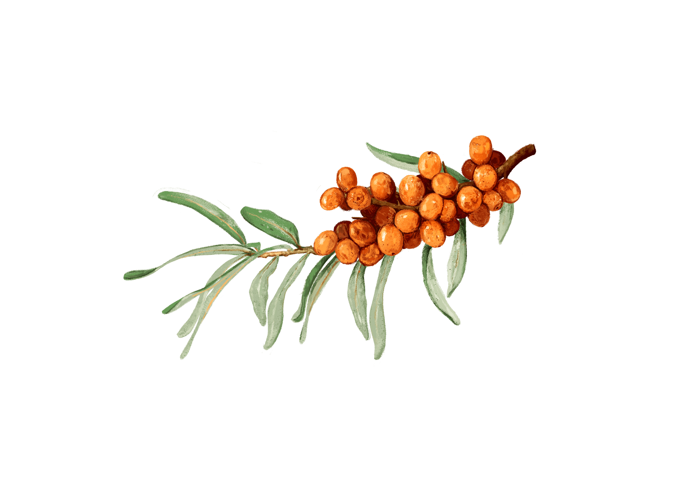 Sanddorn Argousier Sanddornbeeren