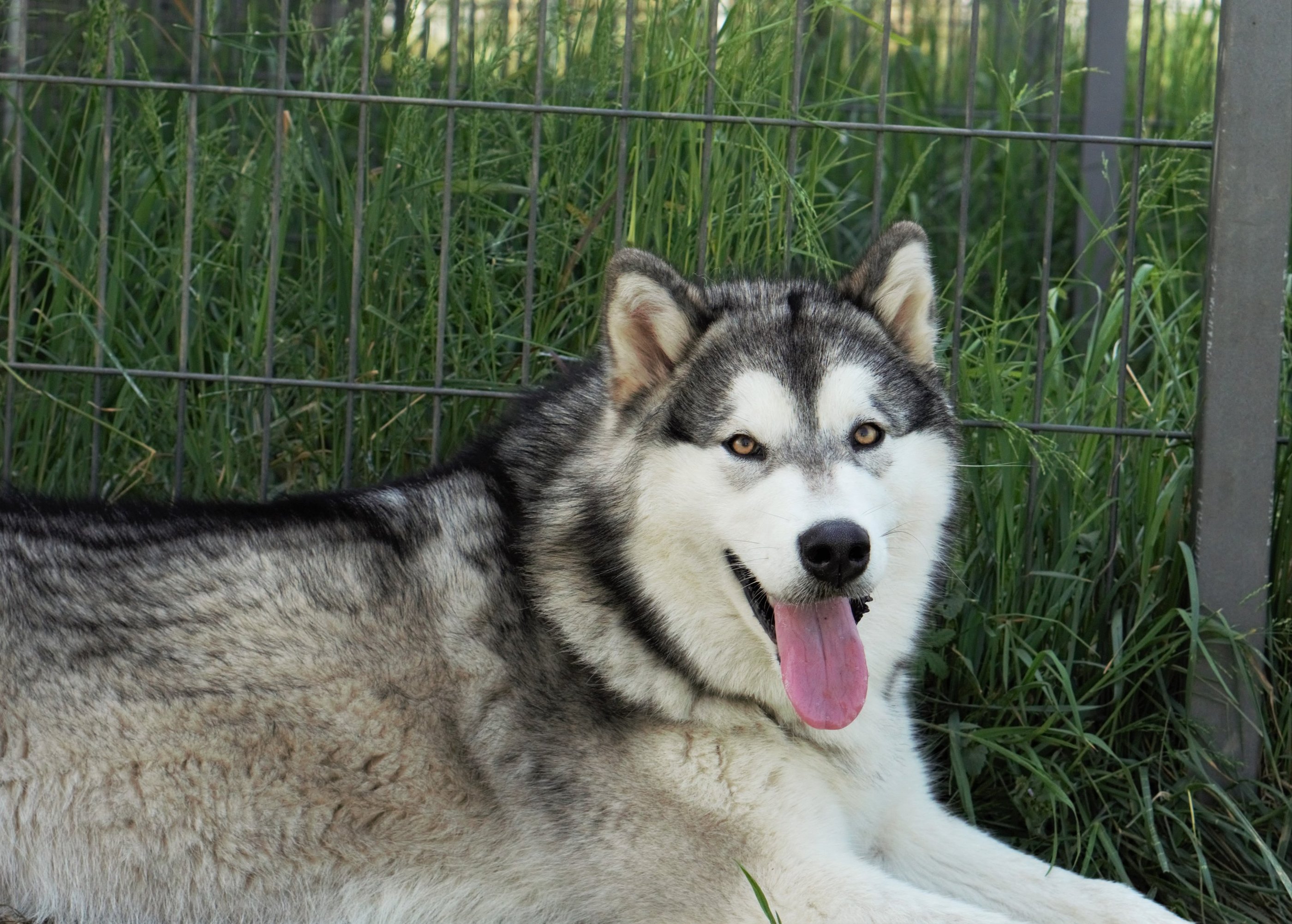 alaskan malamute grigio lupo bianco, wolf grey