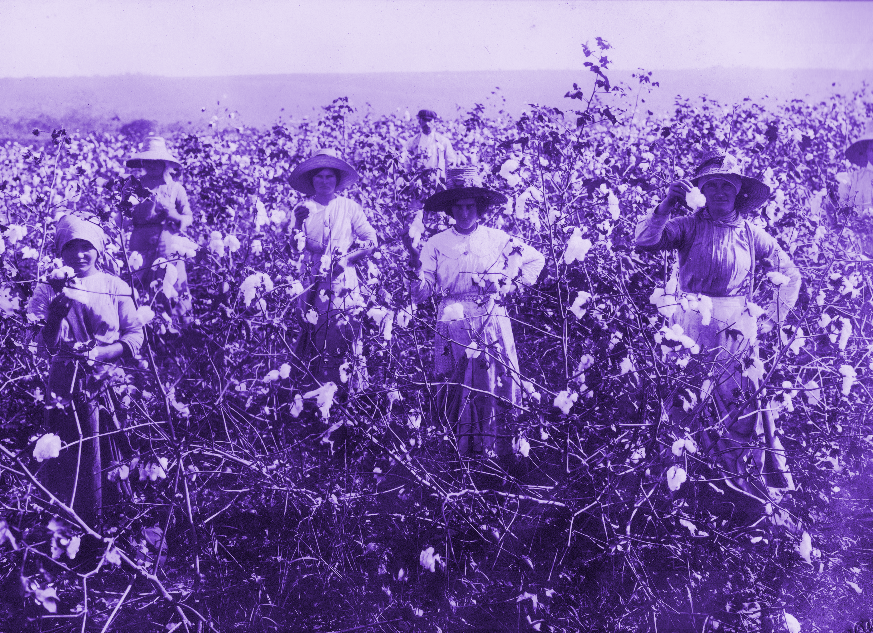 Mulheres colhendo algodão em uma das Colonias Agricolas do Interior de São Paulo no começo do século XX