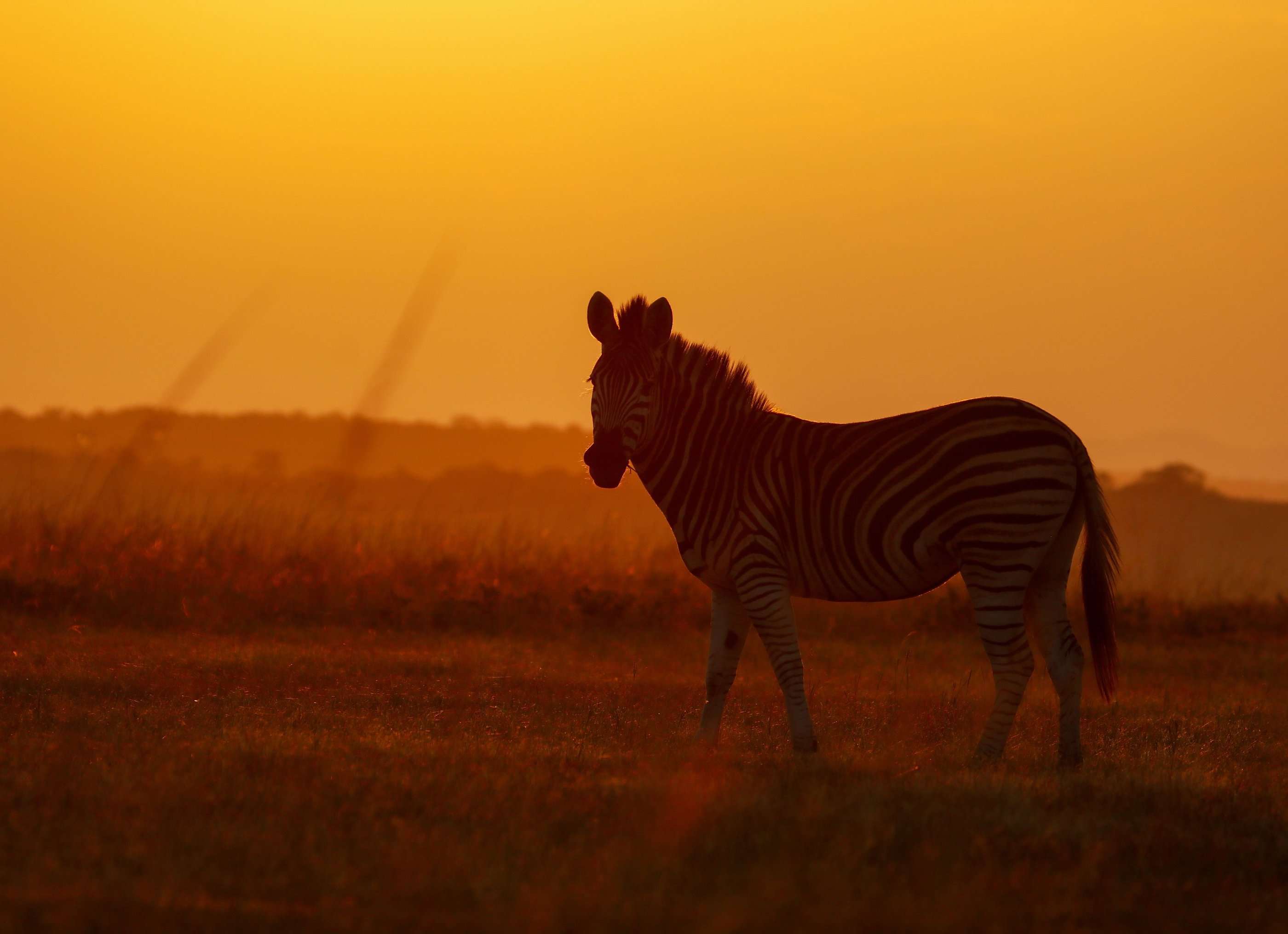 Zebra on African plains with magnificent golden sunset in the background
