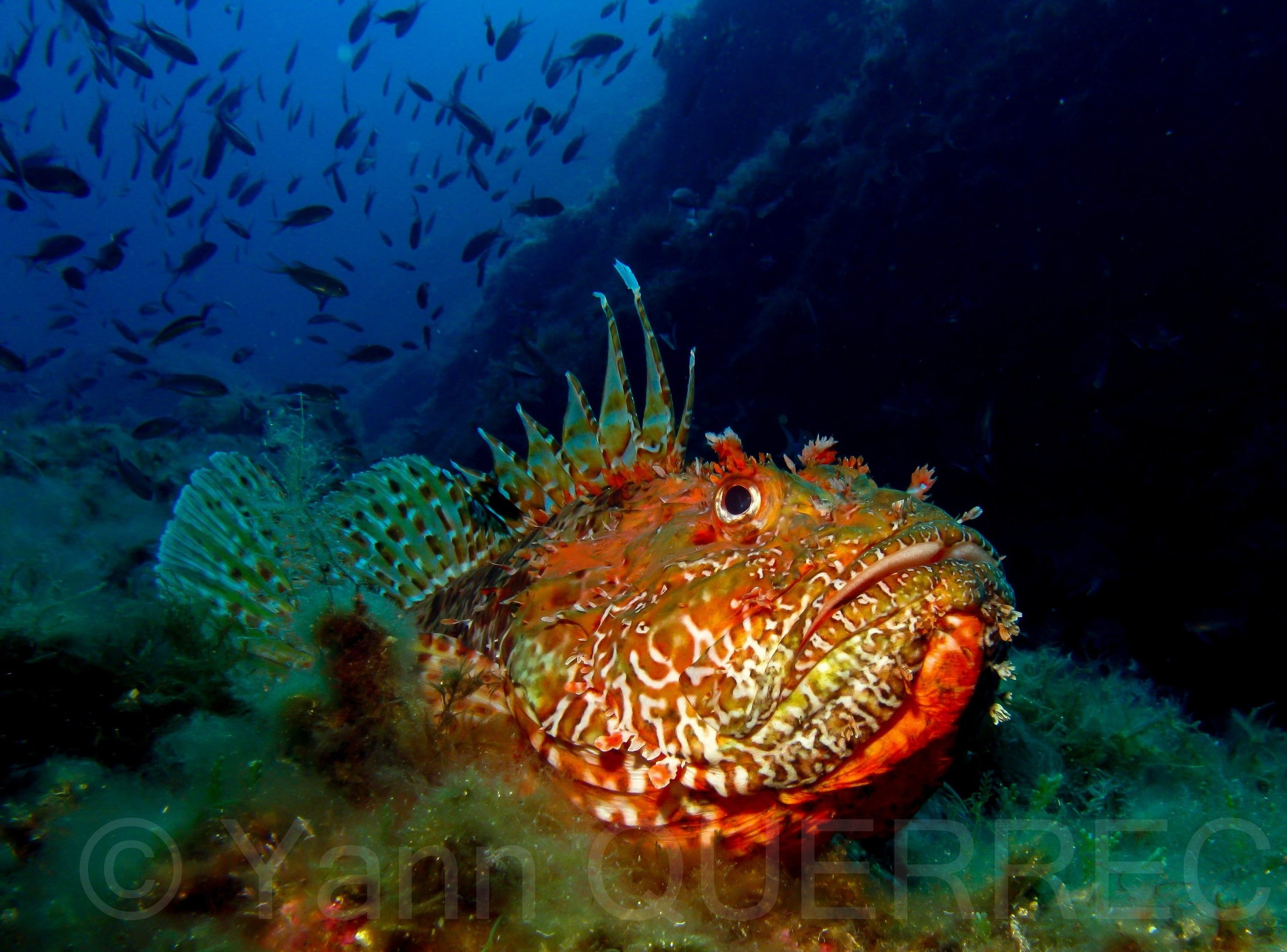 Chapon - Port Cros - FRANCE