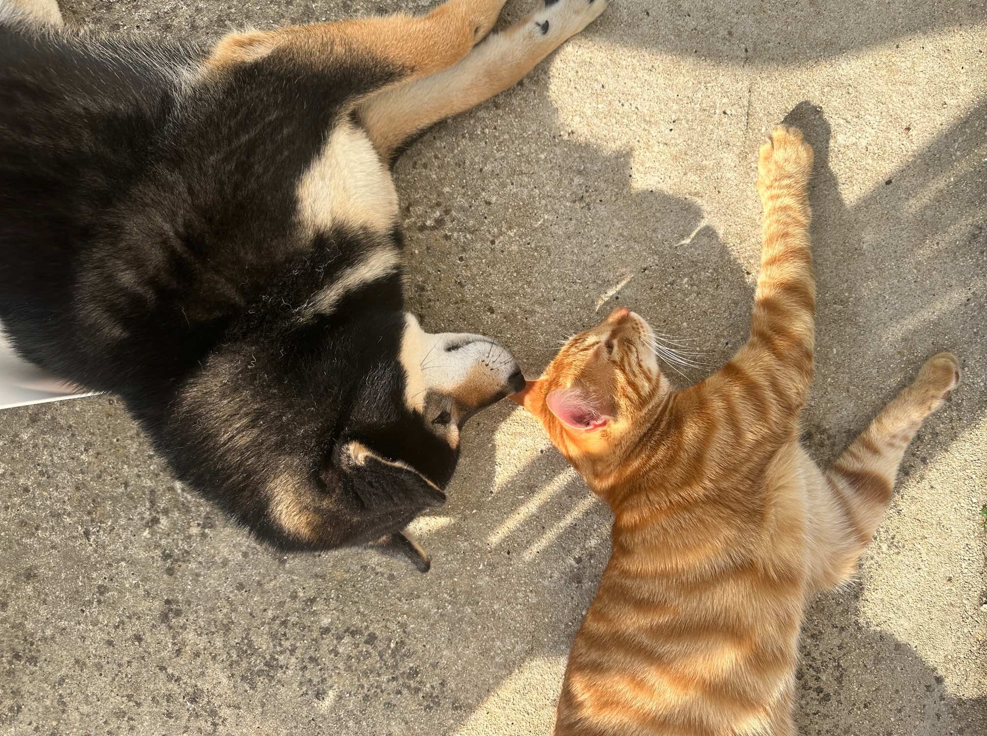 contact loki et compagnie communication animale soin énergétique cote d'or, Dijon