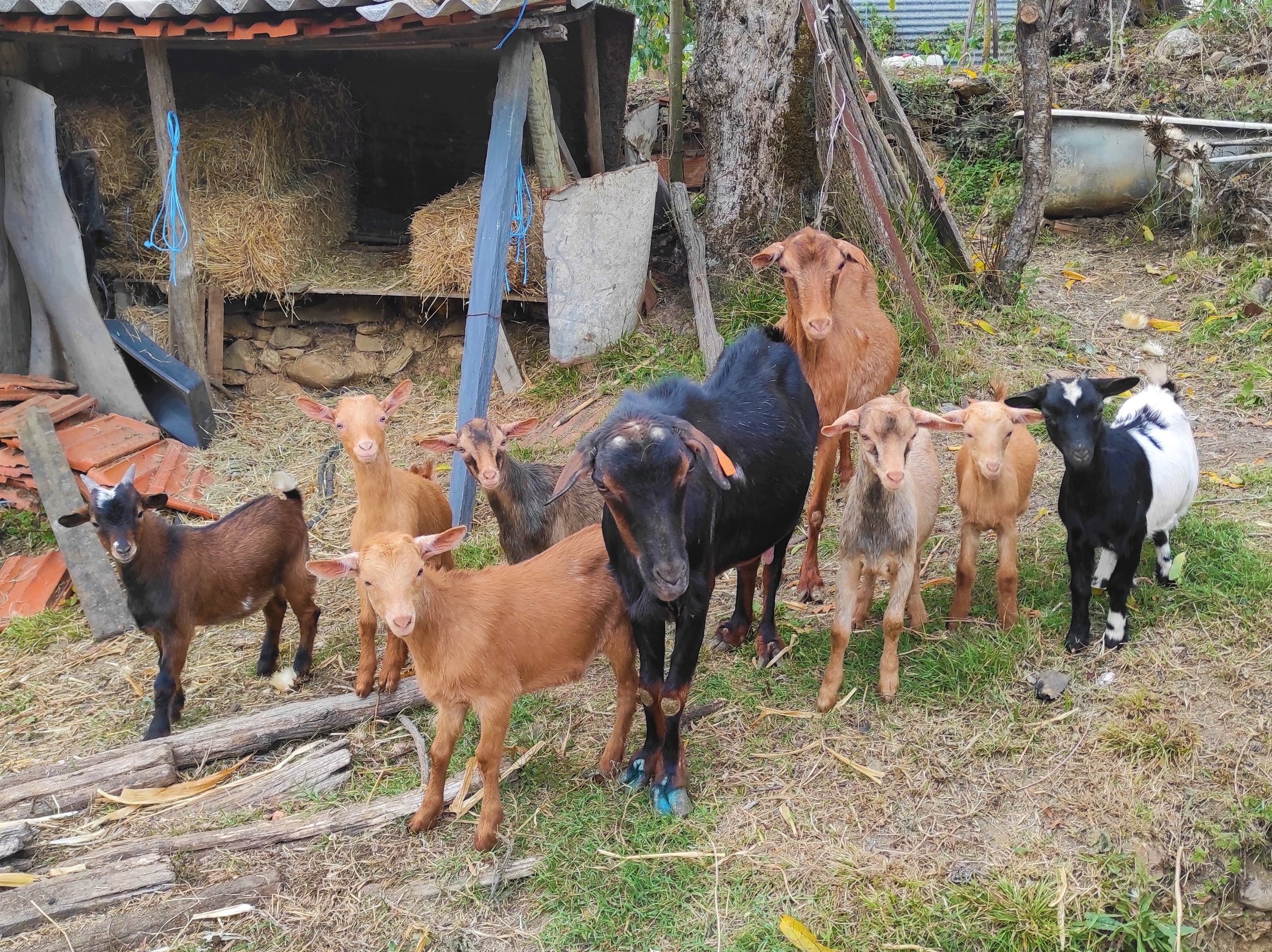 Day with a Shepherd Serra da estrela experience portugal