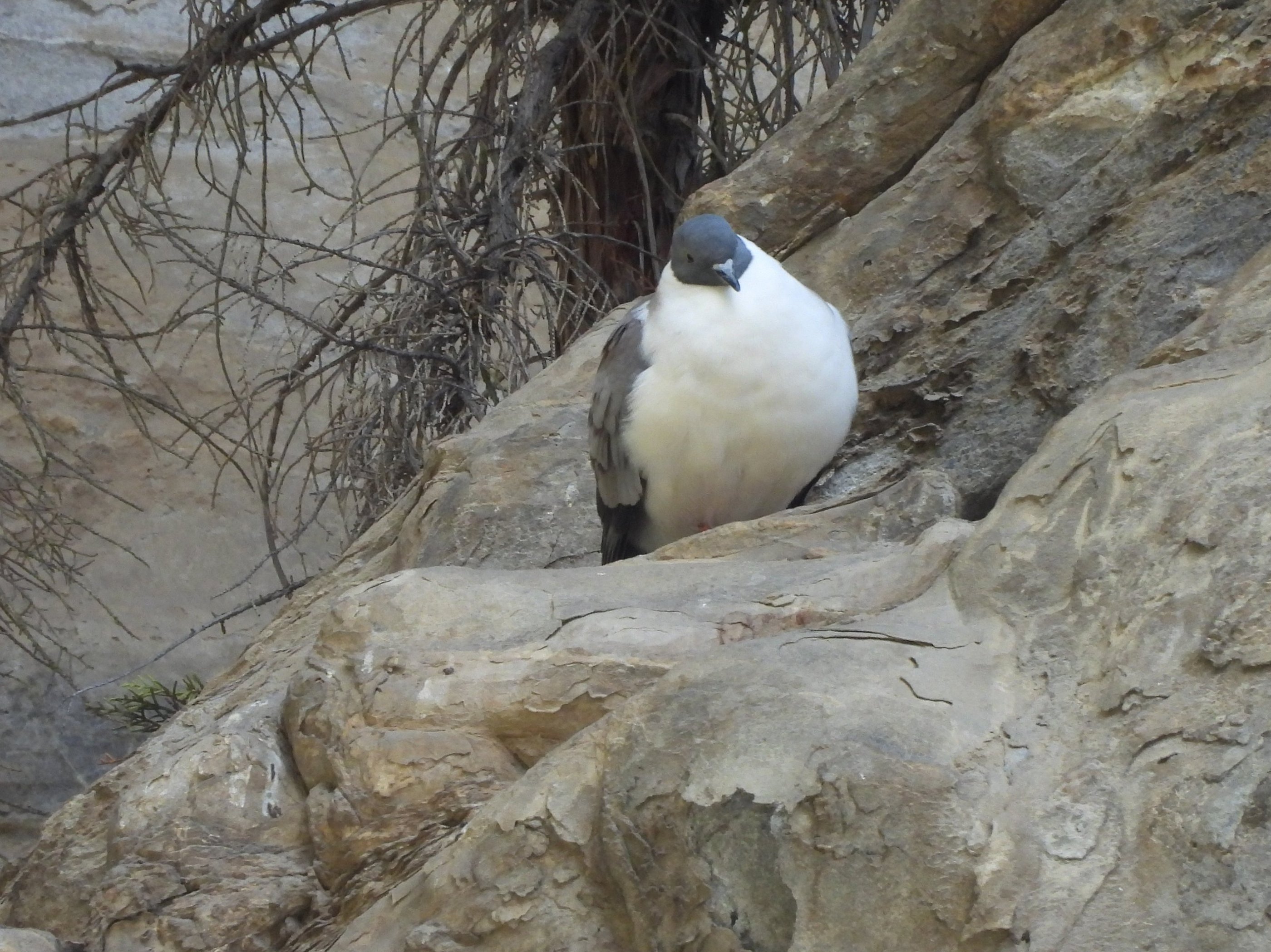 Snow Pigeon - Nepal trekking wildlife Dolpo