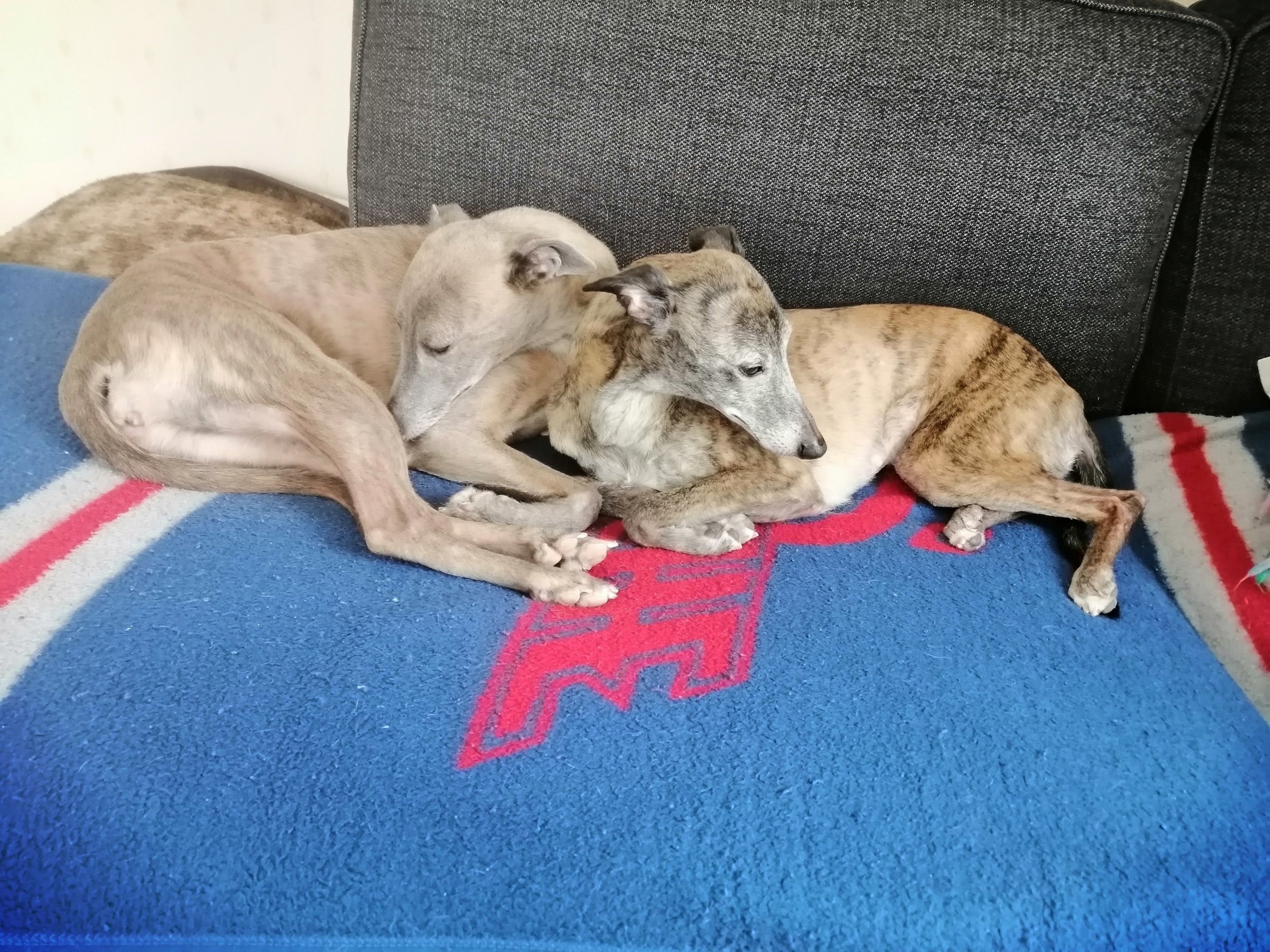 whippet tietoa