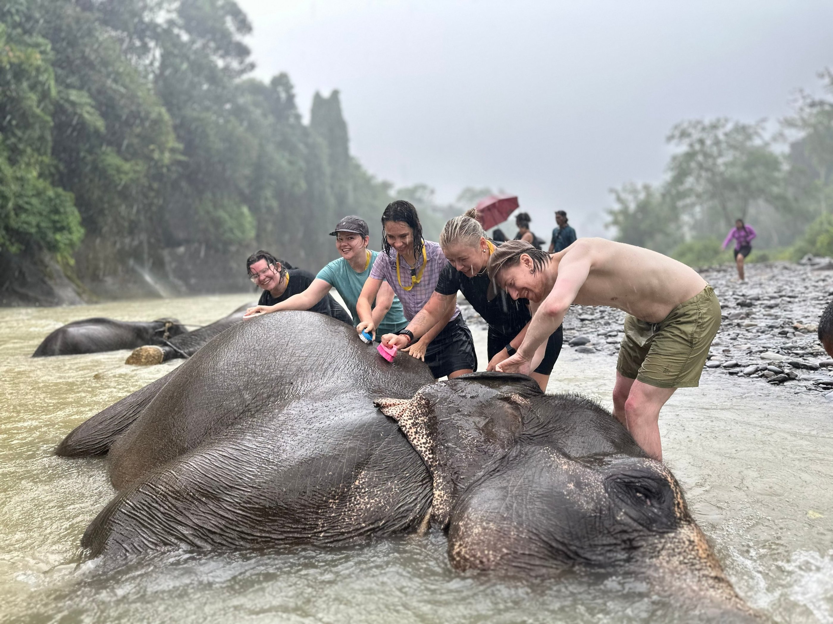 Bukit Lawang Trekking
