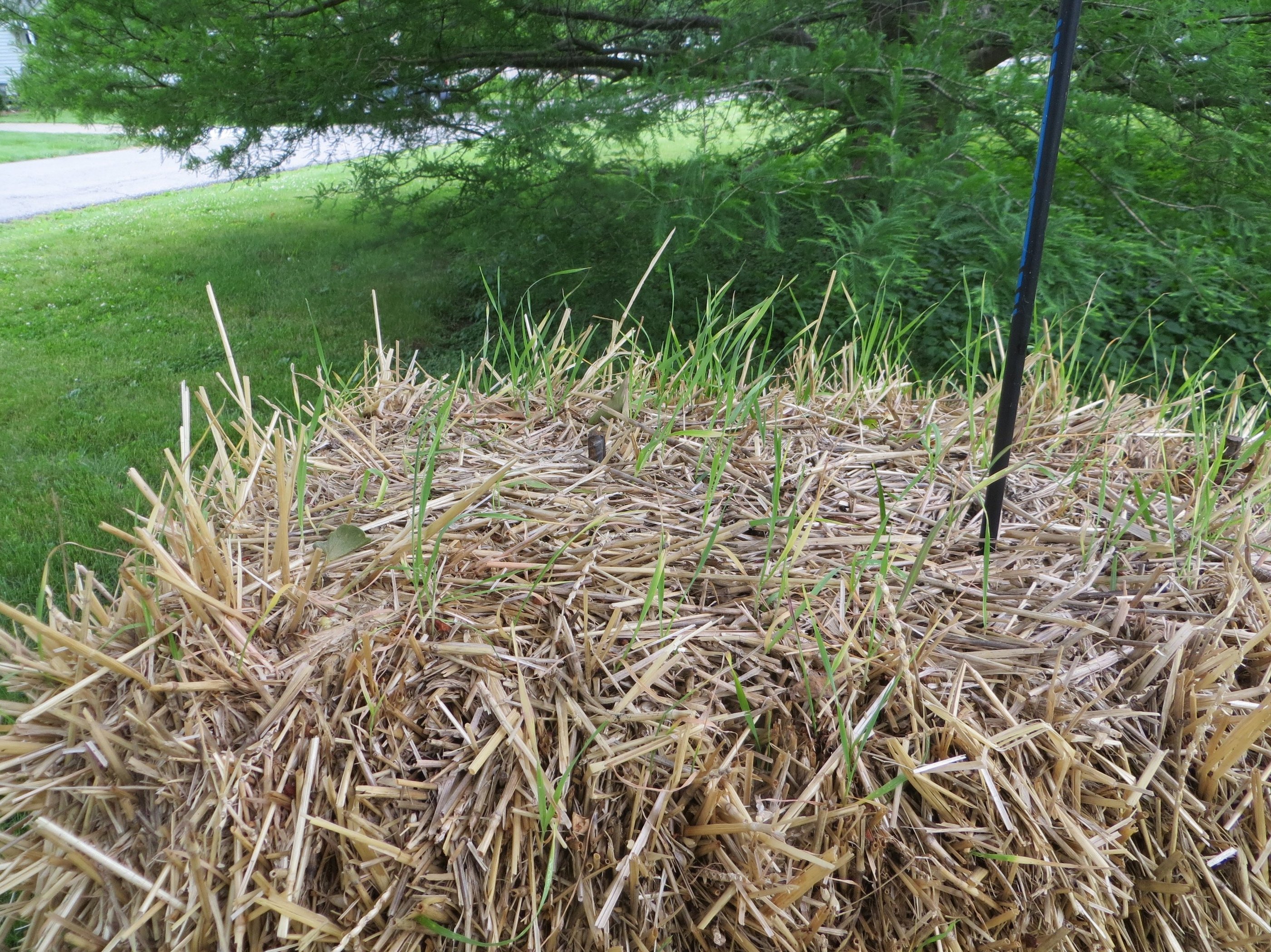 Grass growing on hay bales close up