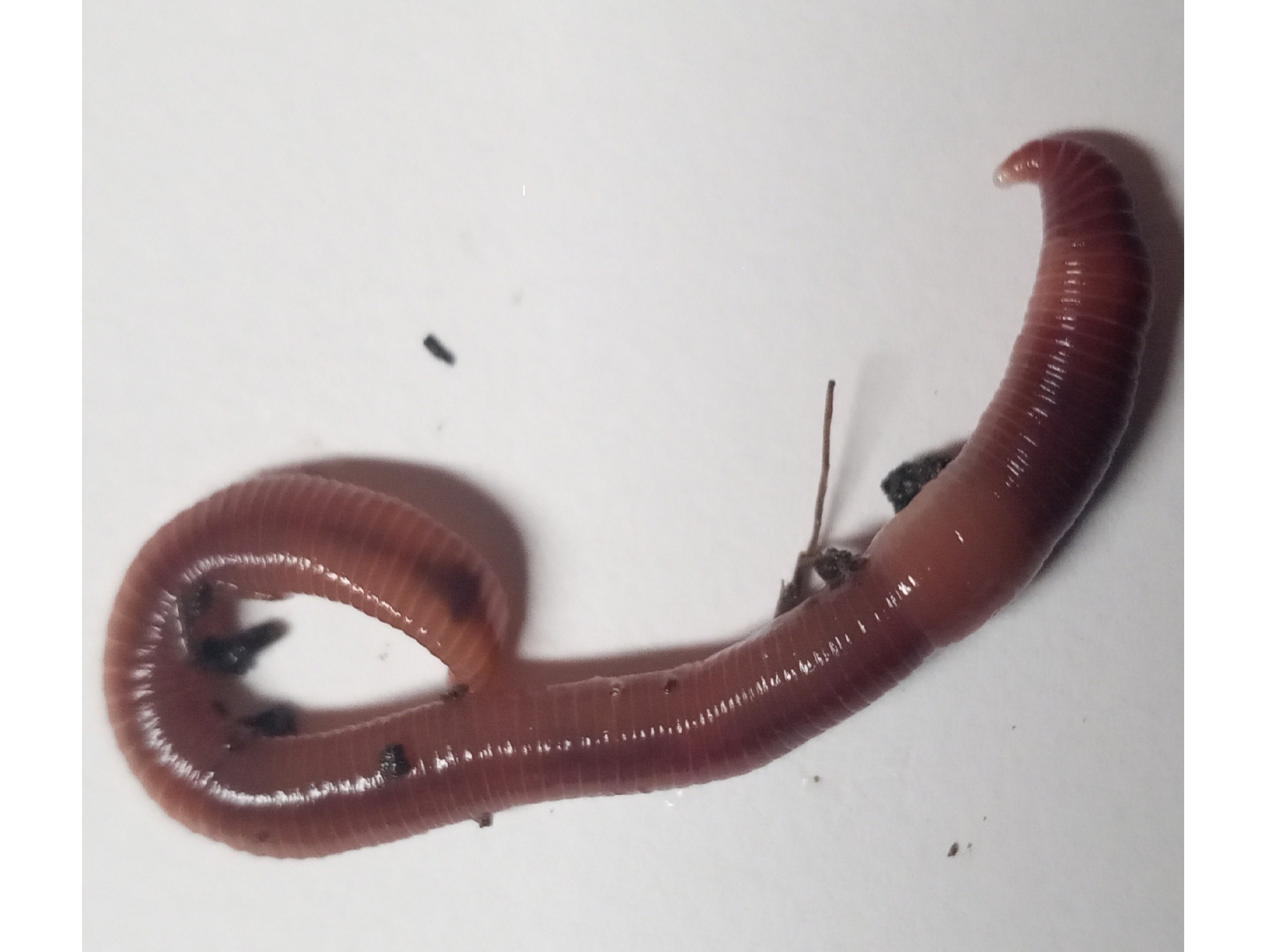 blog Redworms ( Eisenia fetida)
