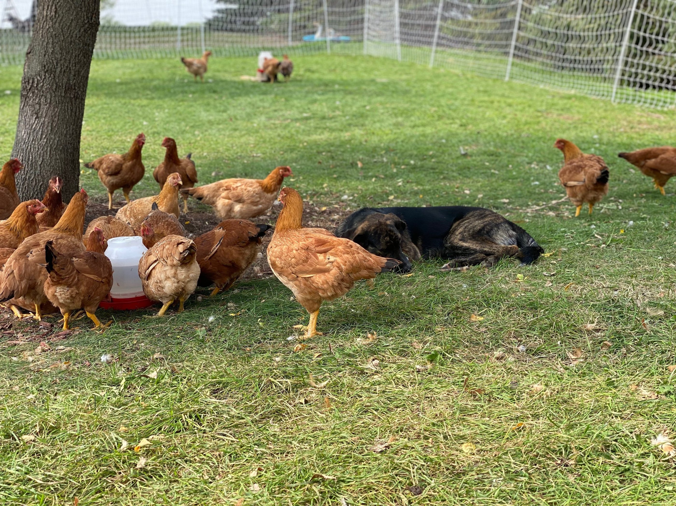 a dog laying on the ground with chickens