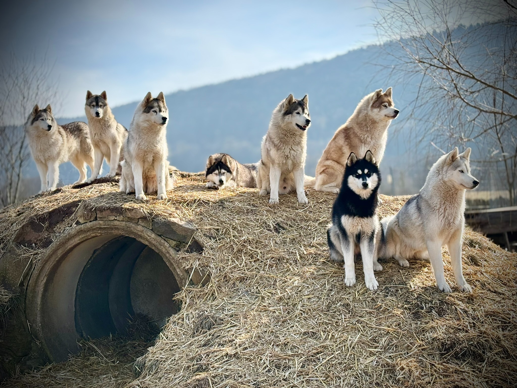 Husky-Erlebnisse, Husky-Ausfahrten, Husky-Trekkingtouren, Husky Abenteuer, Dietfurt, Bayern