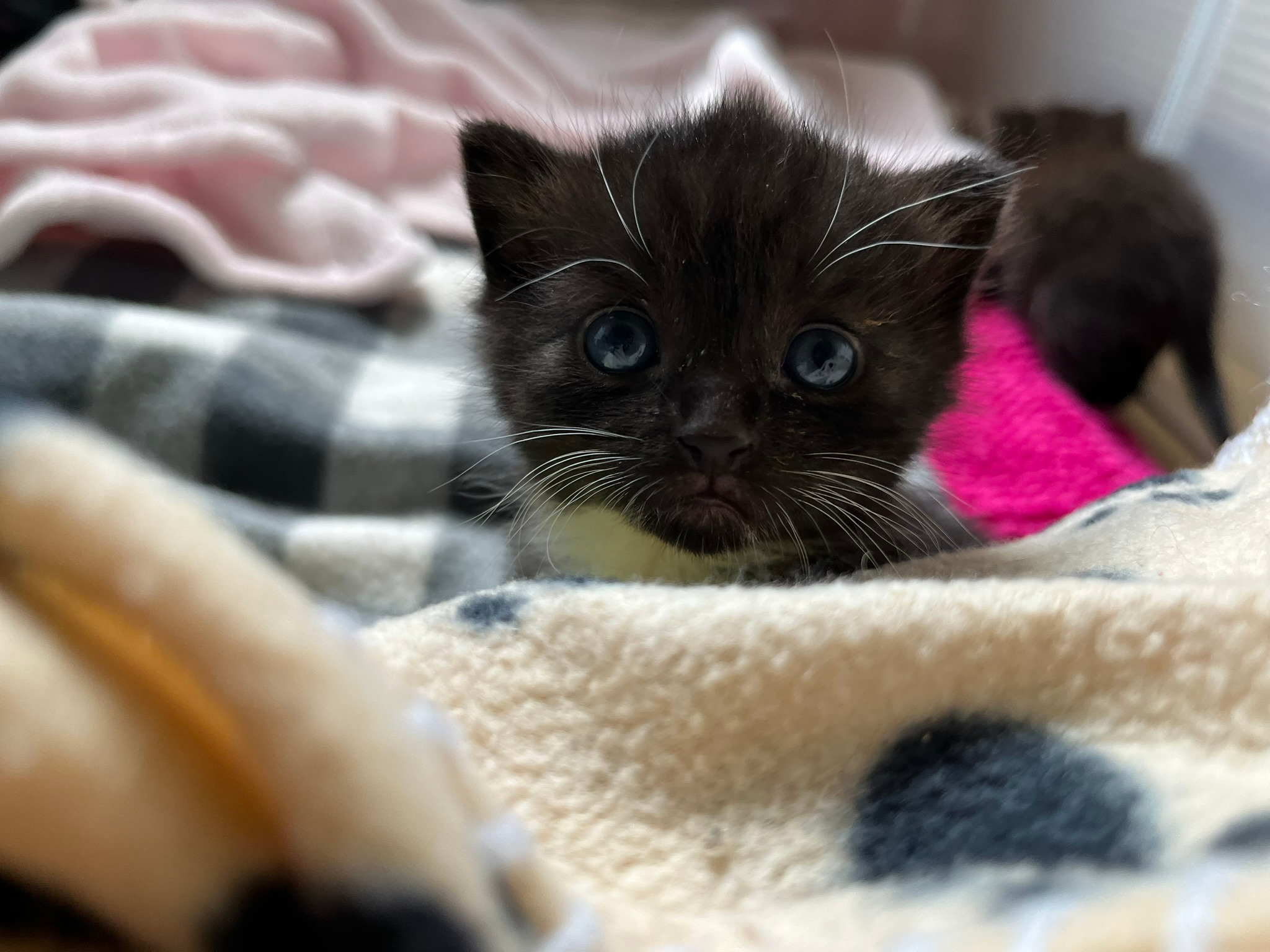 ein süßes Katzenbaby mit blauen Augen, das in die Kamera schaut