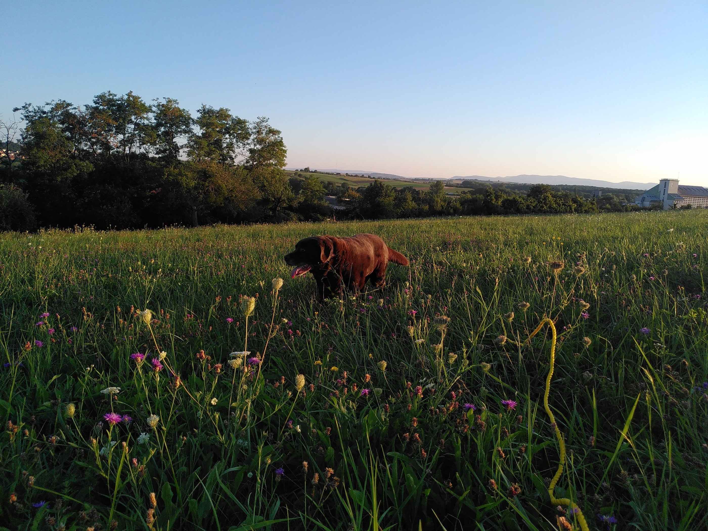 chien heureux en promenade