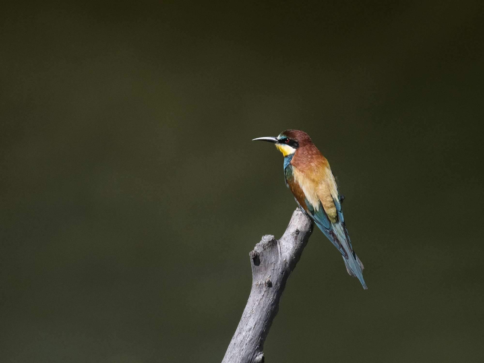 A colorful European bee-eater bird perched on a dry tree branch against a dark background.