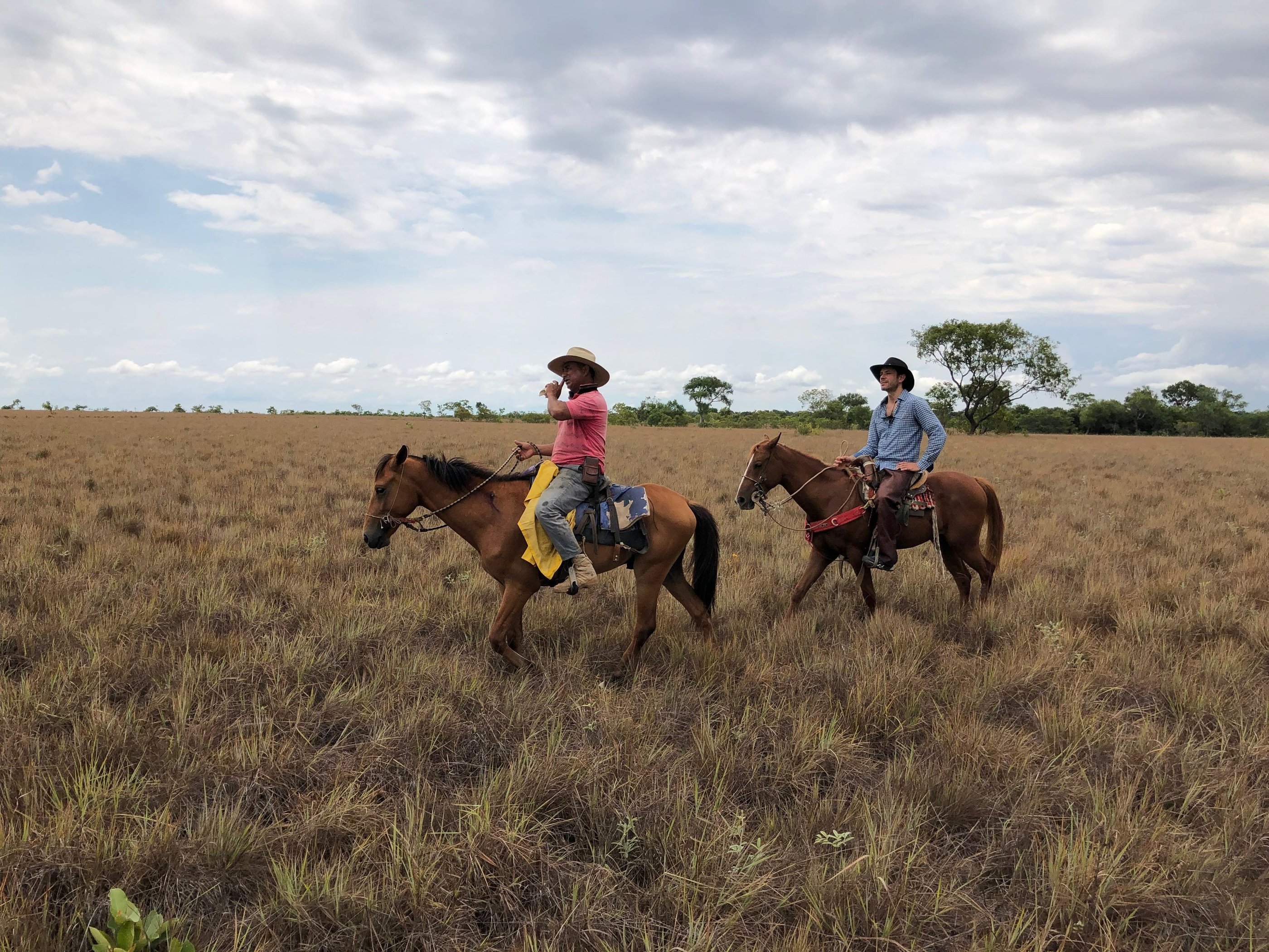Vichada, Colombia. Terra Forest
