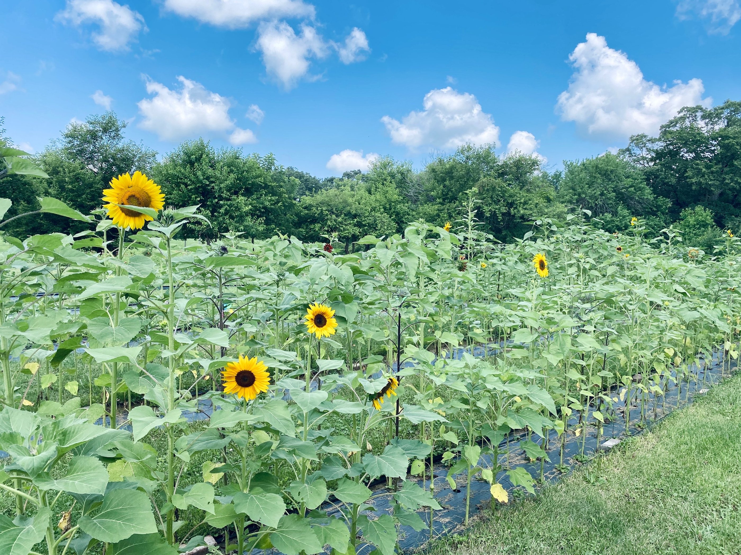 Sunflower Field at U-Pick Flower Farm