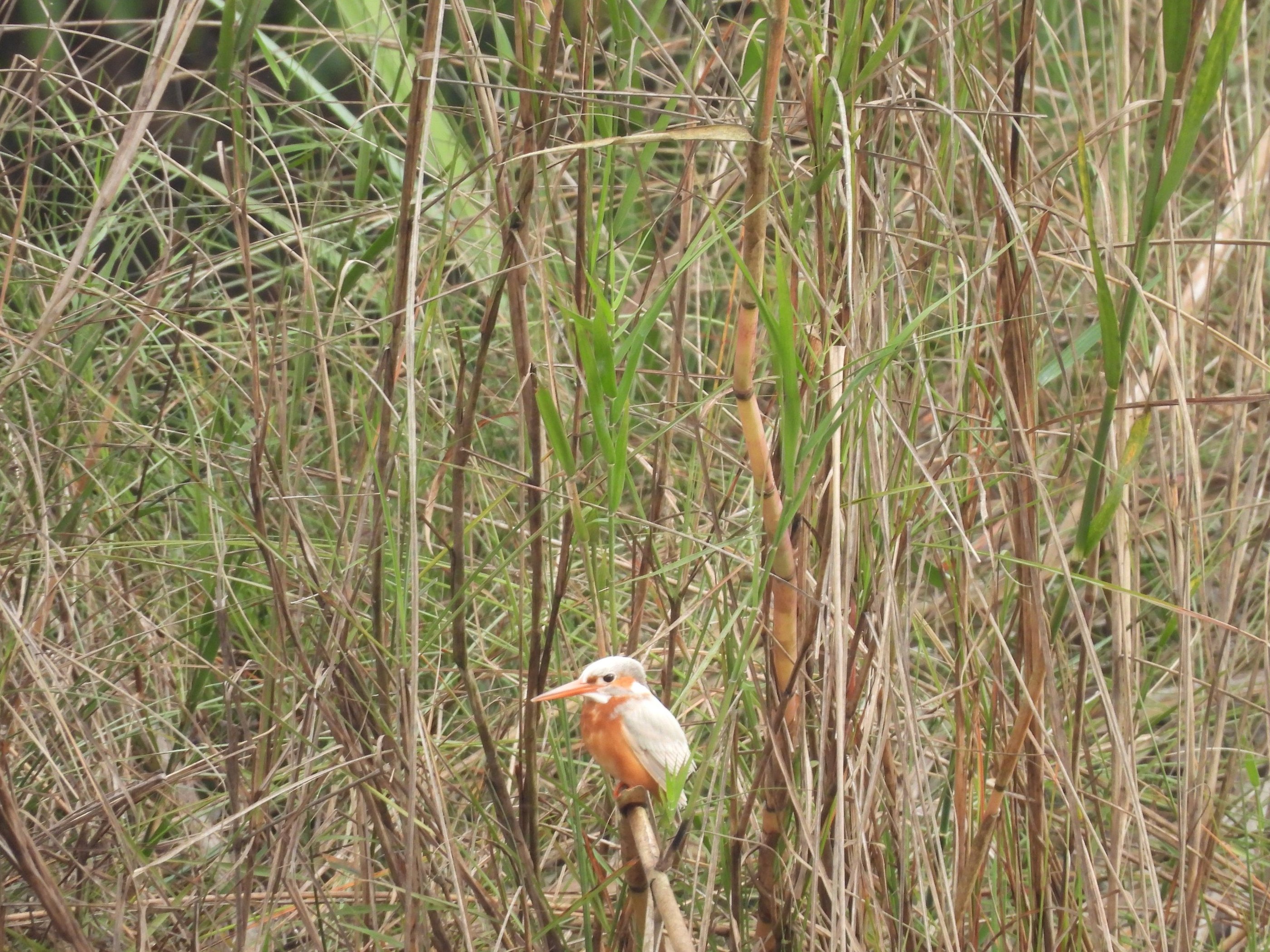 albinos kingfisher