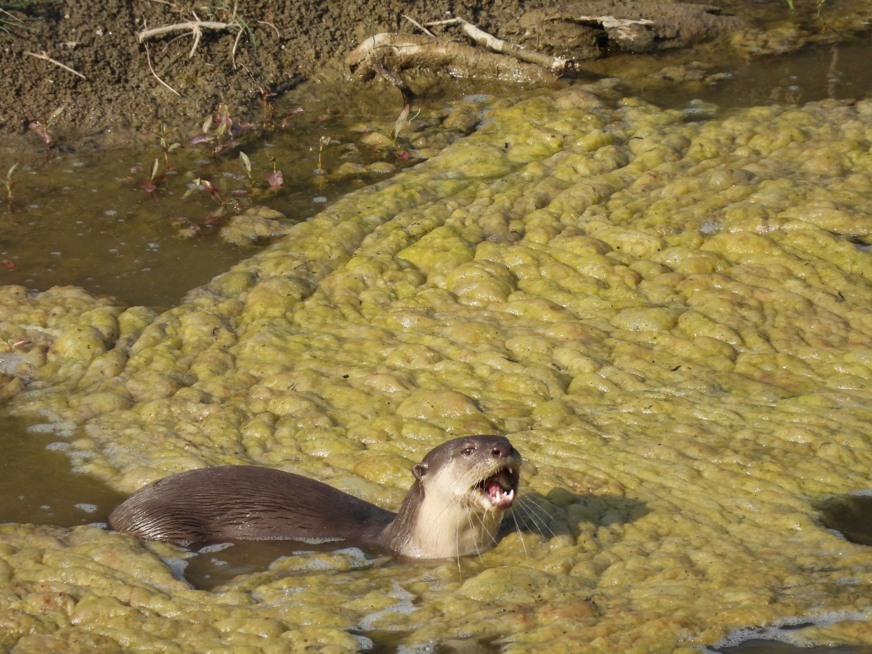 otters in the mud in Bardiya