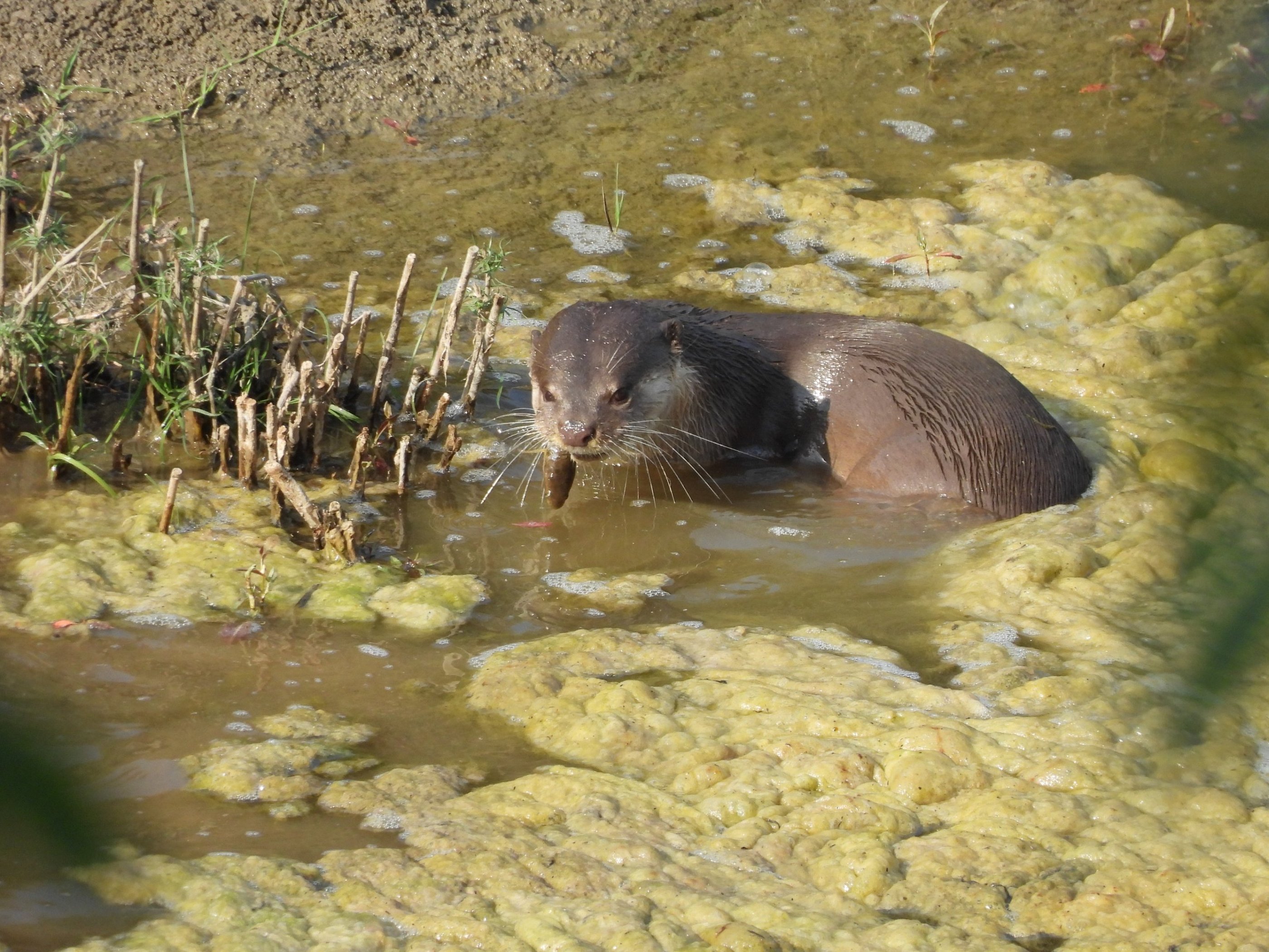 otters fishing in Bardiya park