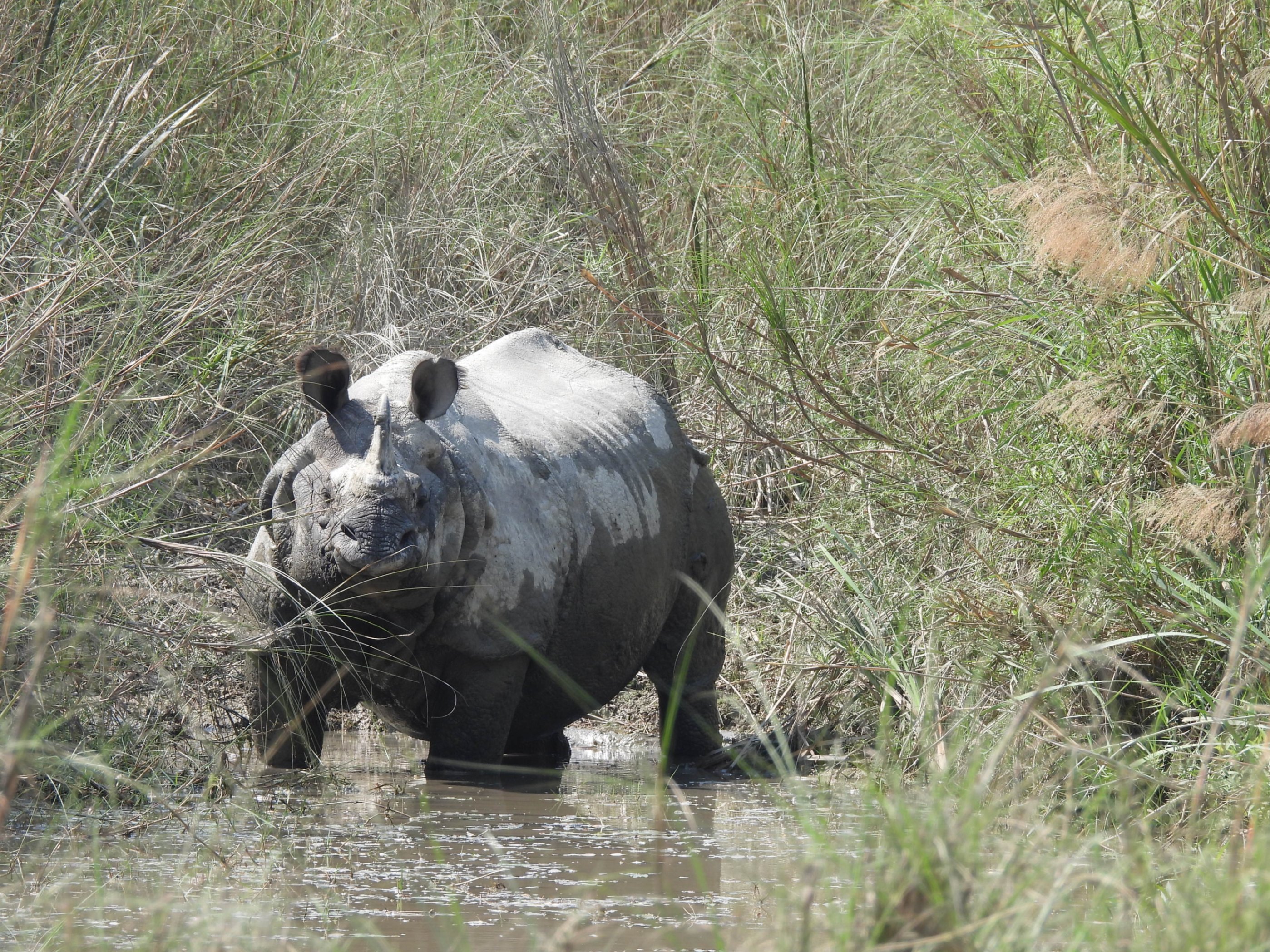 Rhino into the river in Bardiya