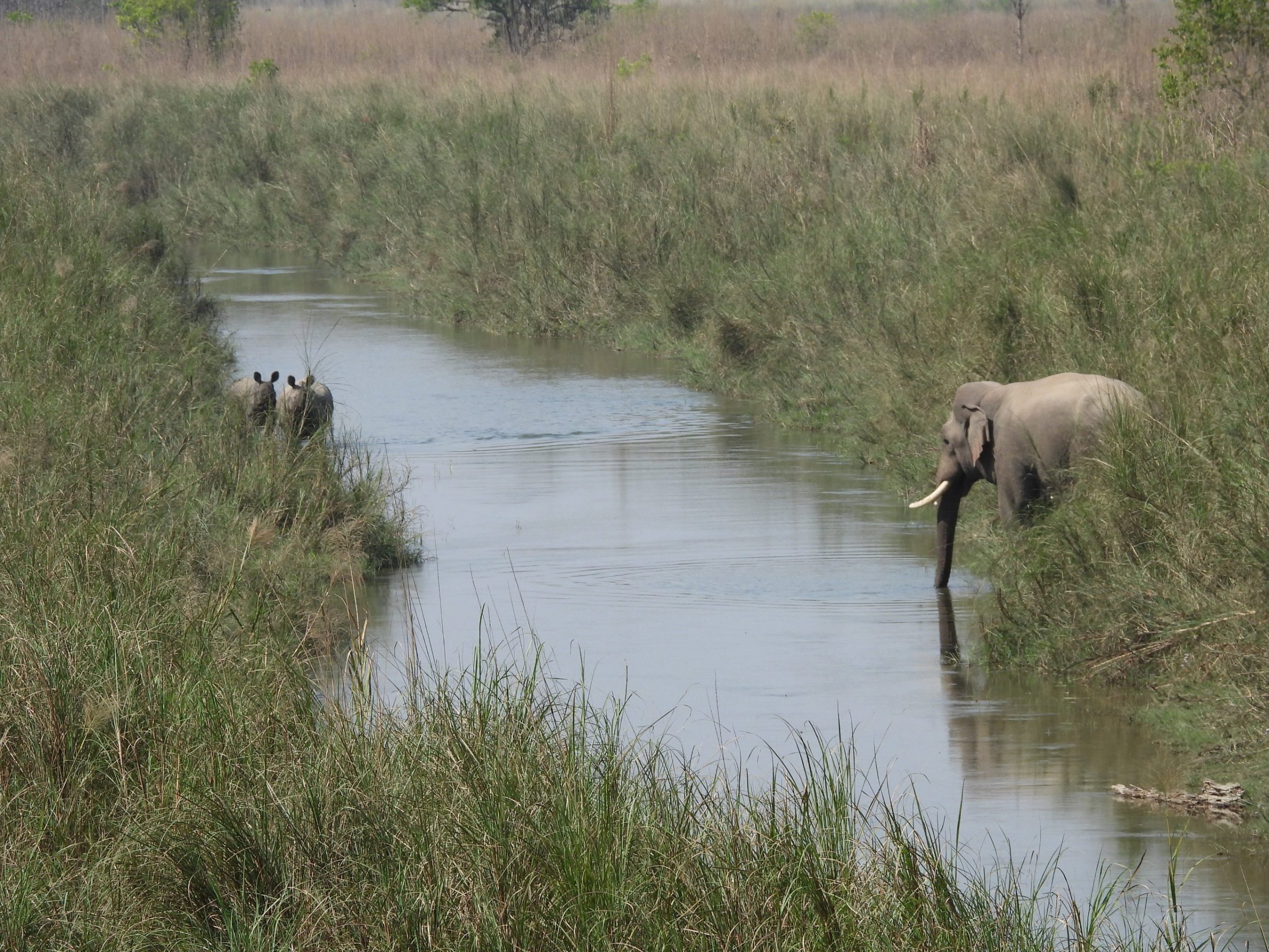 elephant and rhinos drinking in the bardiya park river