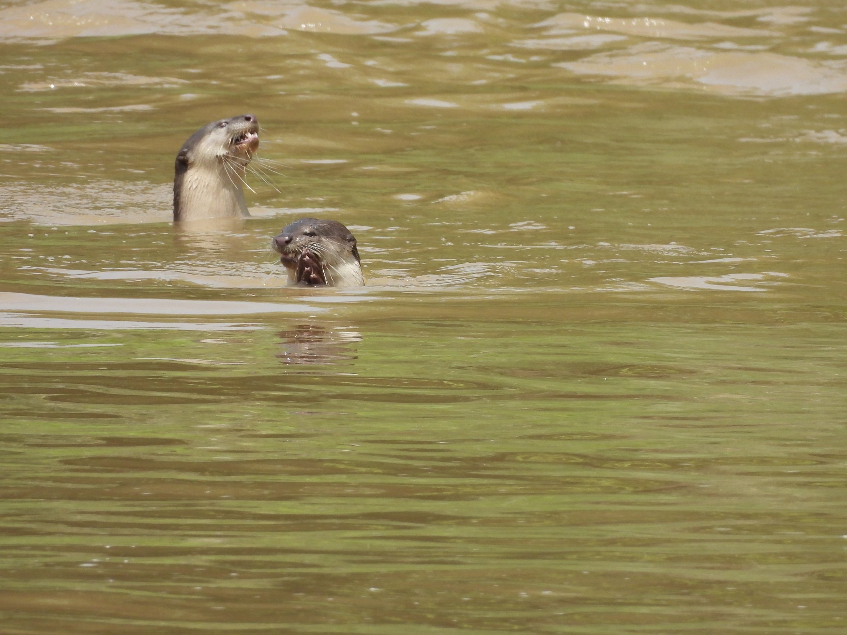 loutres à la peche dans le Parc National de Bardiya