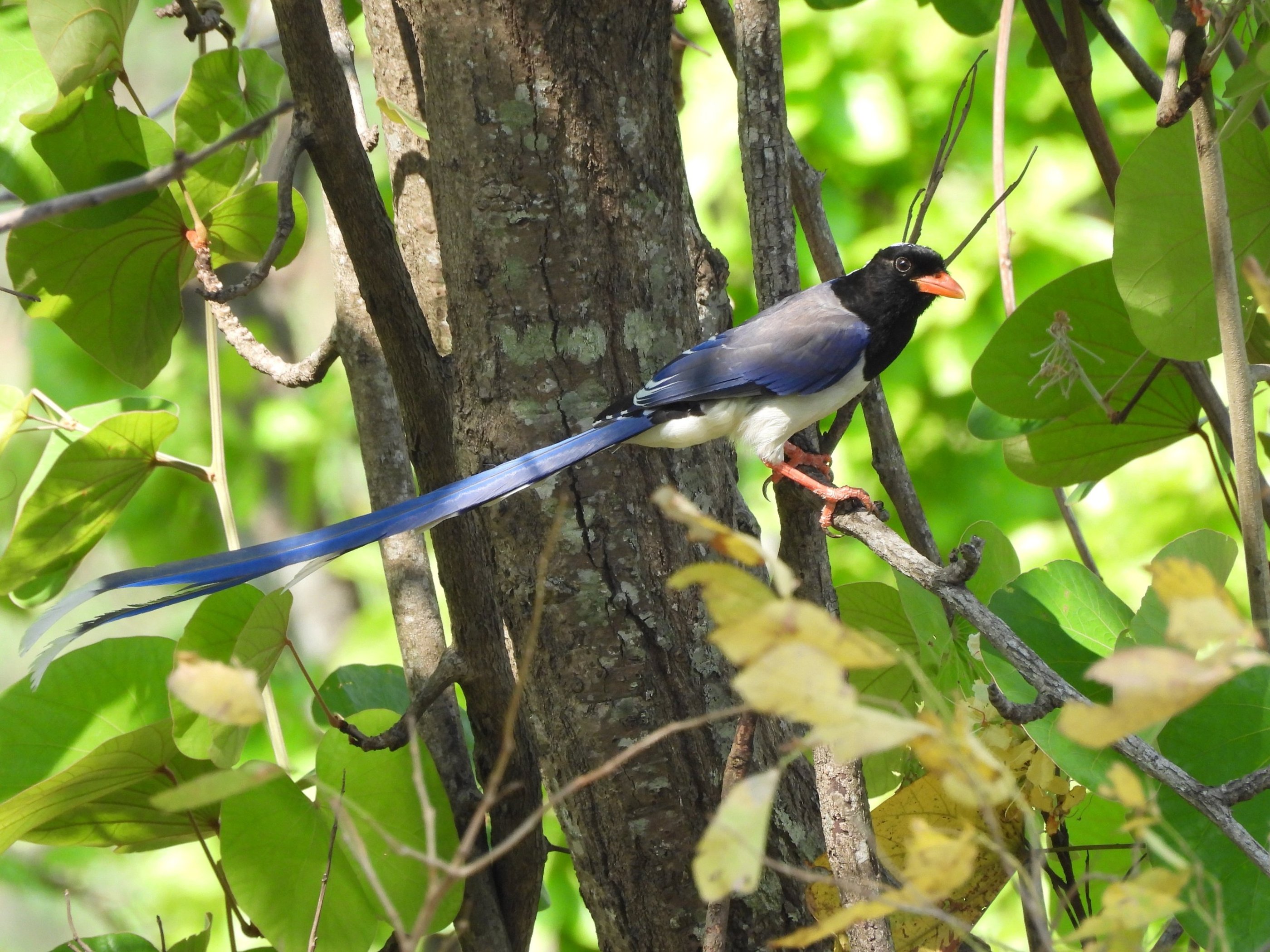 Red-Billed Blue-Magpie