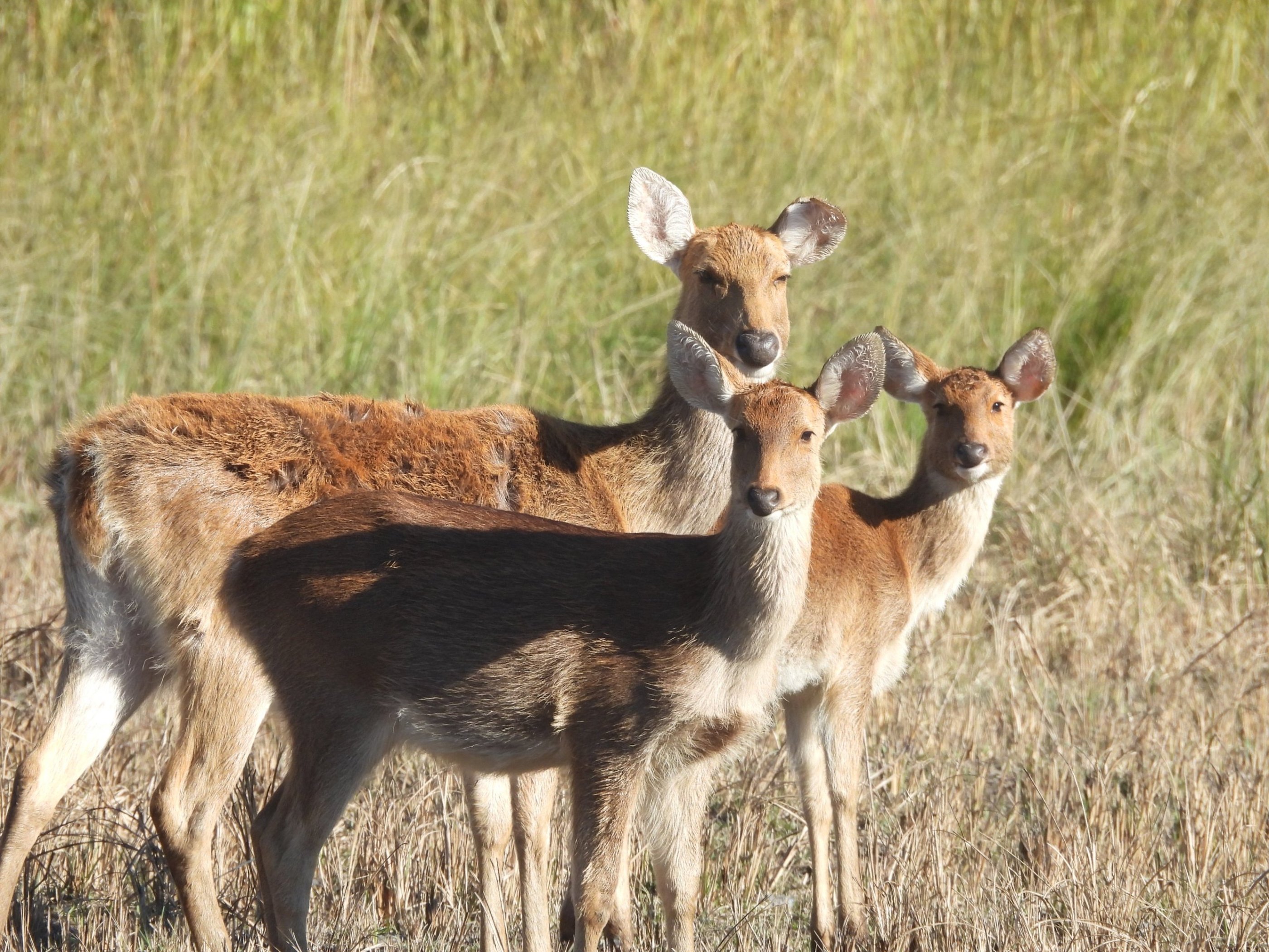 swamp deer in Bardiya