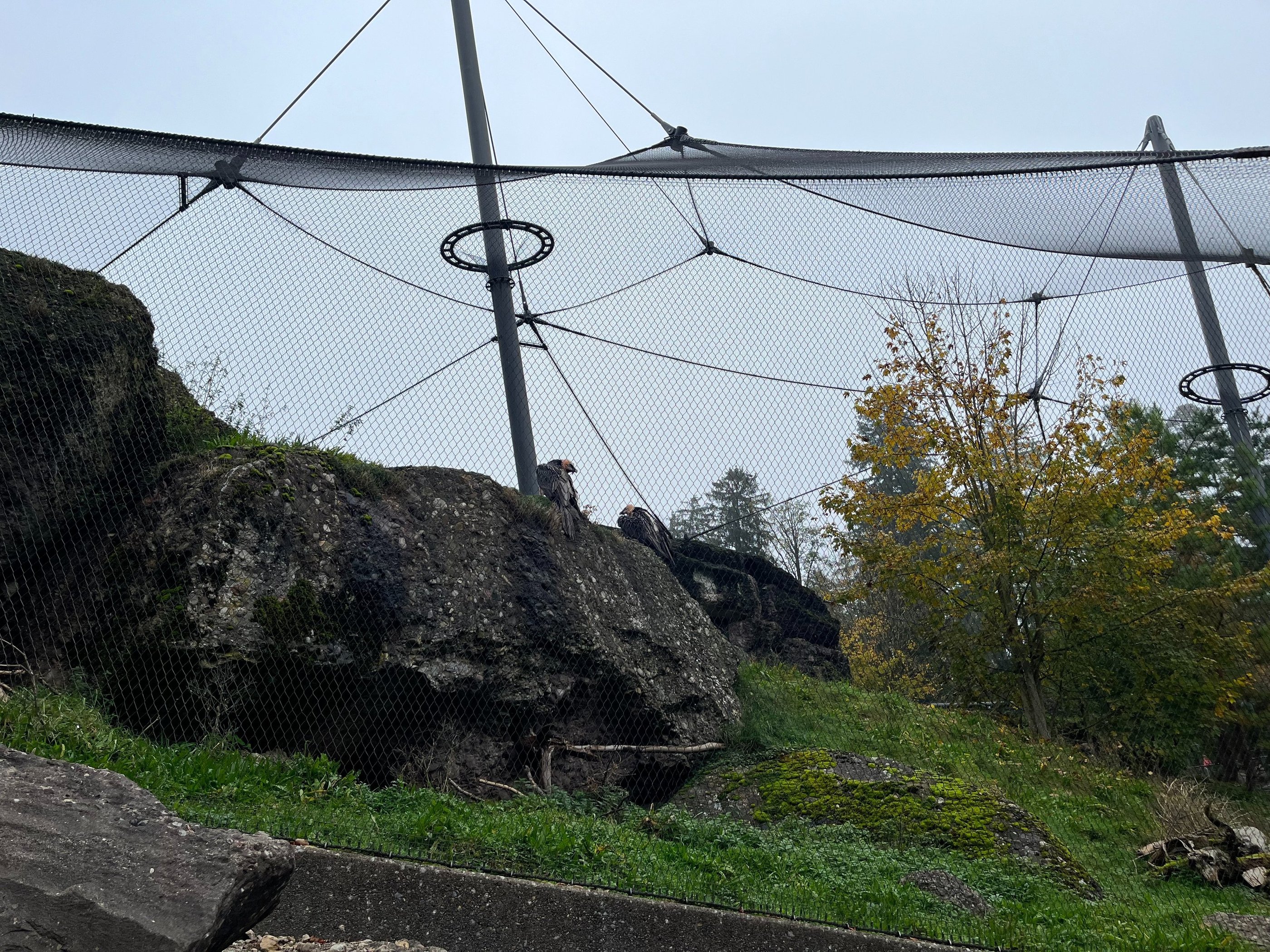 Bearded Vultures at the Goldau Animal and Nature Park