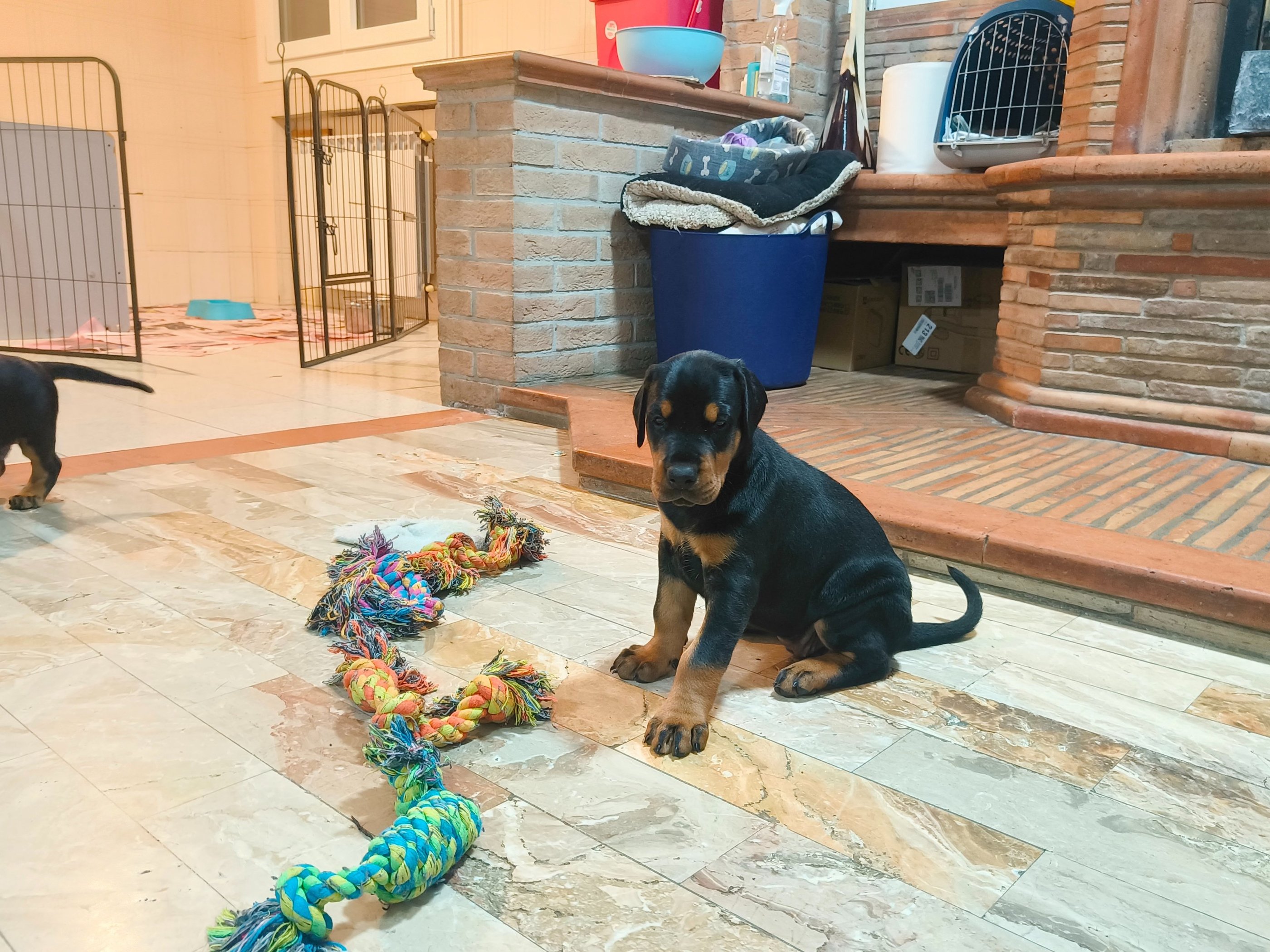 A black and tan dobermann puppy sitting on a marble floor next to a colorful rope tug toy indoors.