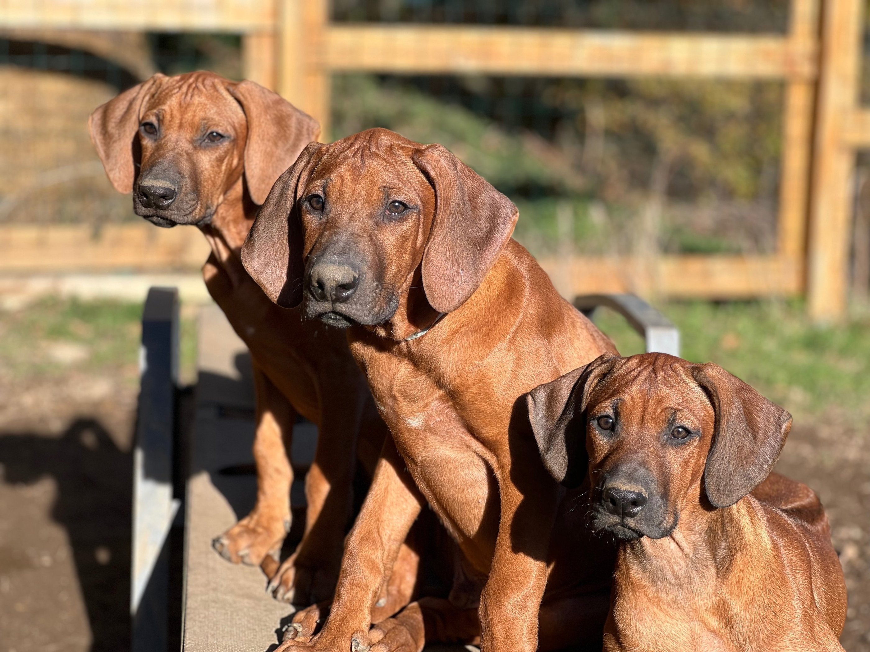 Chiots Rhodesian Ridgeback élevés en famille dans le sud de la France