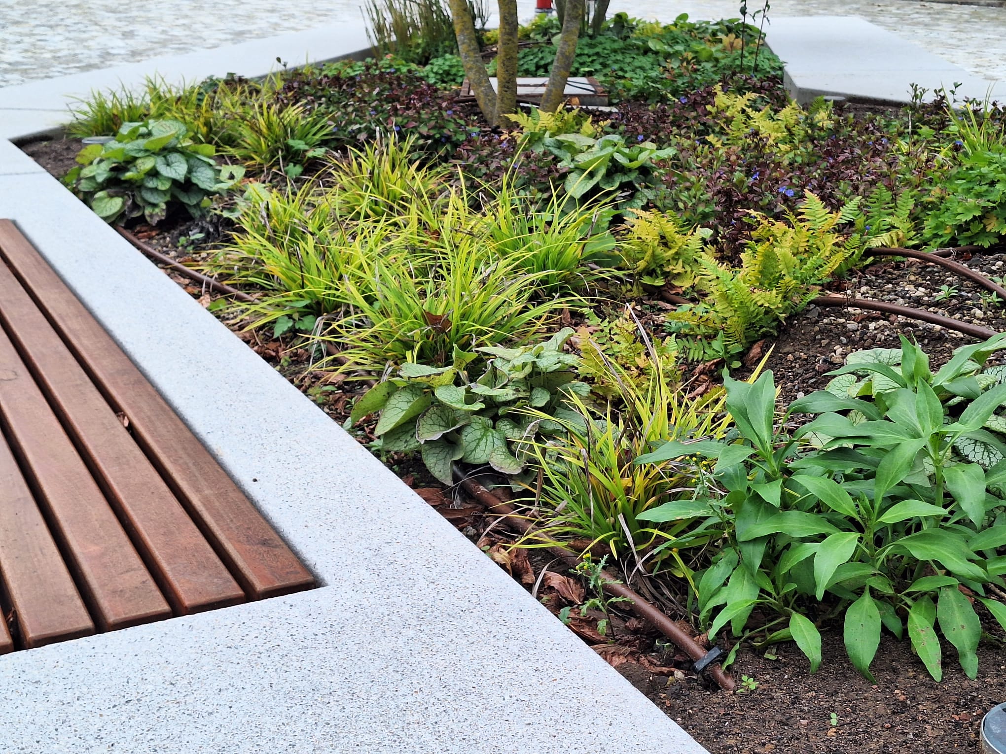 ornamental plants planted in a garden bed with no weeds