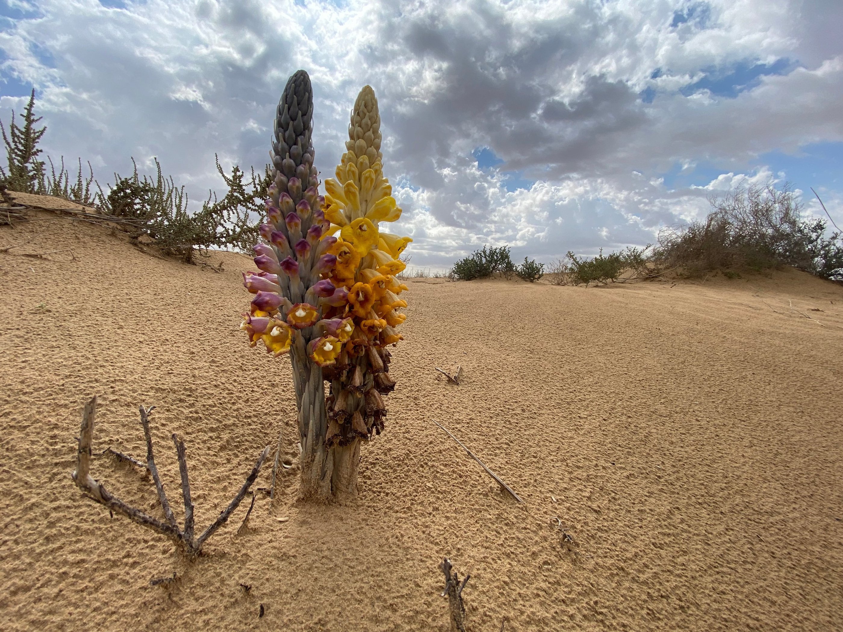 desert hyasinth professional photograpy by sebastian brandt