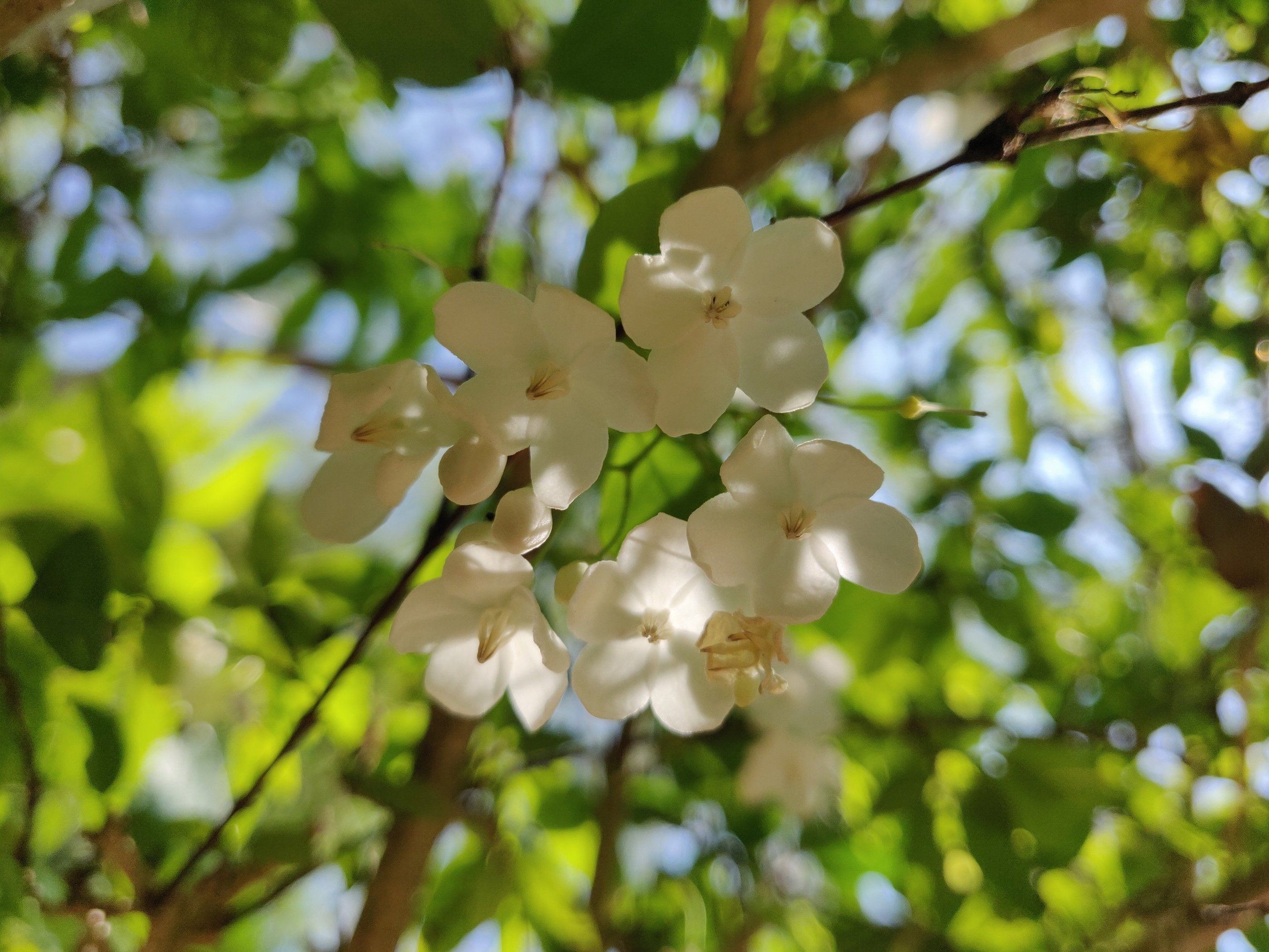 Water Jasmine