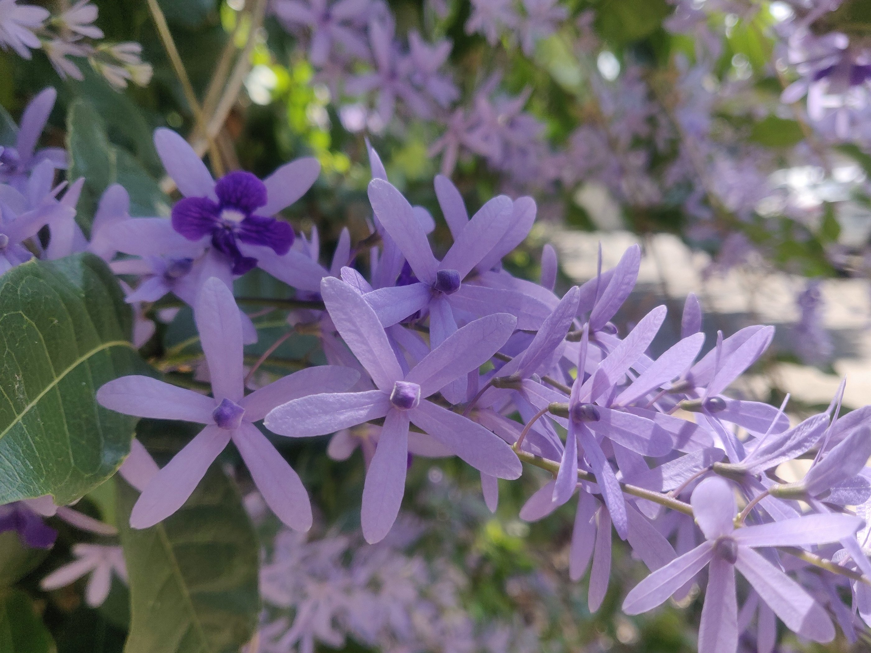 Sandpaper Vine
