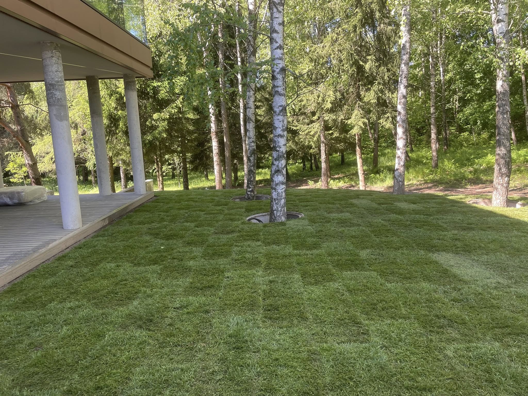 įrengta žalia veja prie modernaus namo ruloninės vejos įrengimas privačiame sklype sėjamos vejos