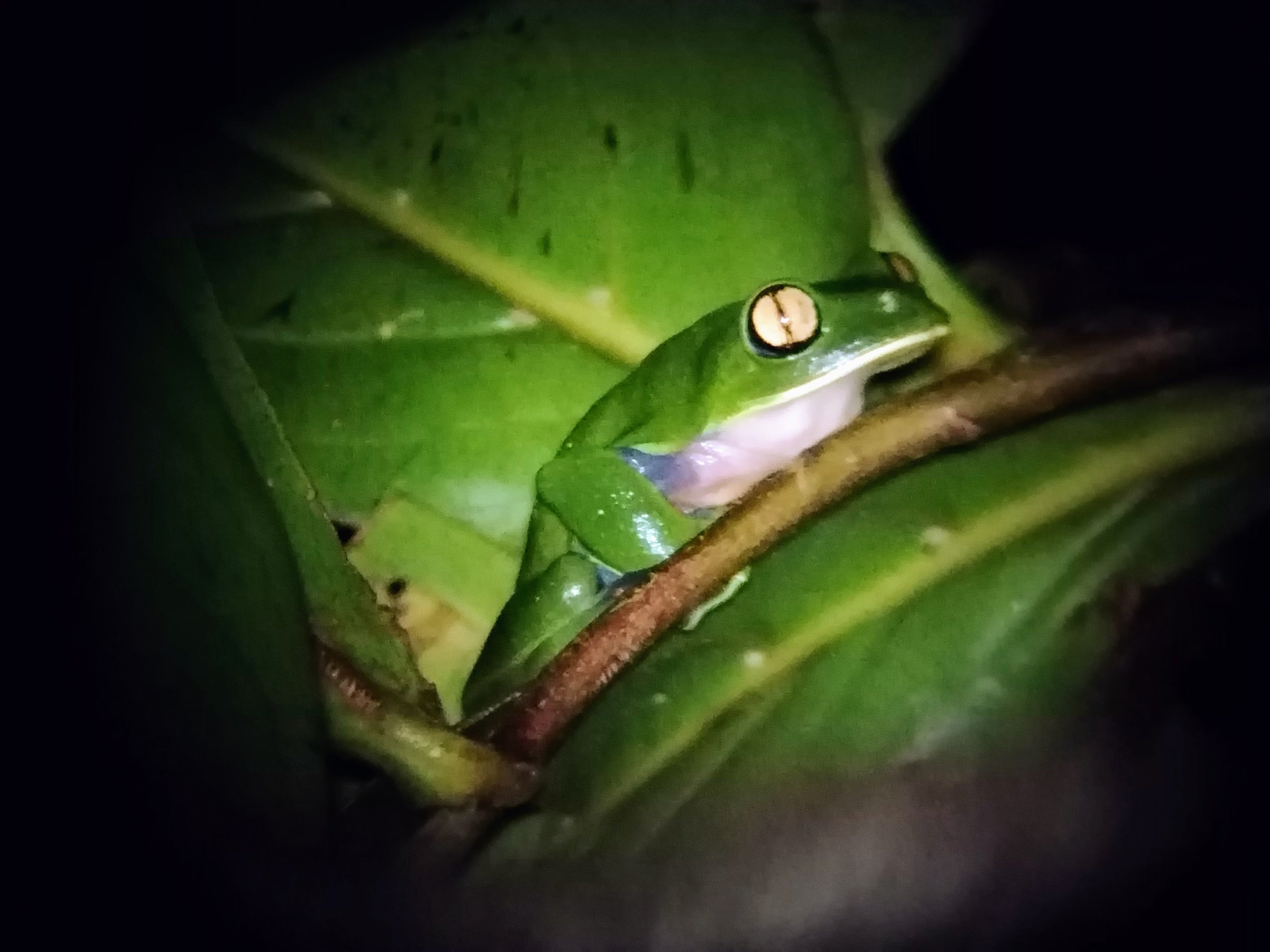 The postcard yellow eyed rare frog in Montverde cloud forest