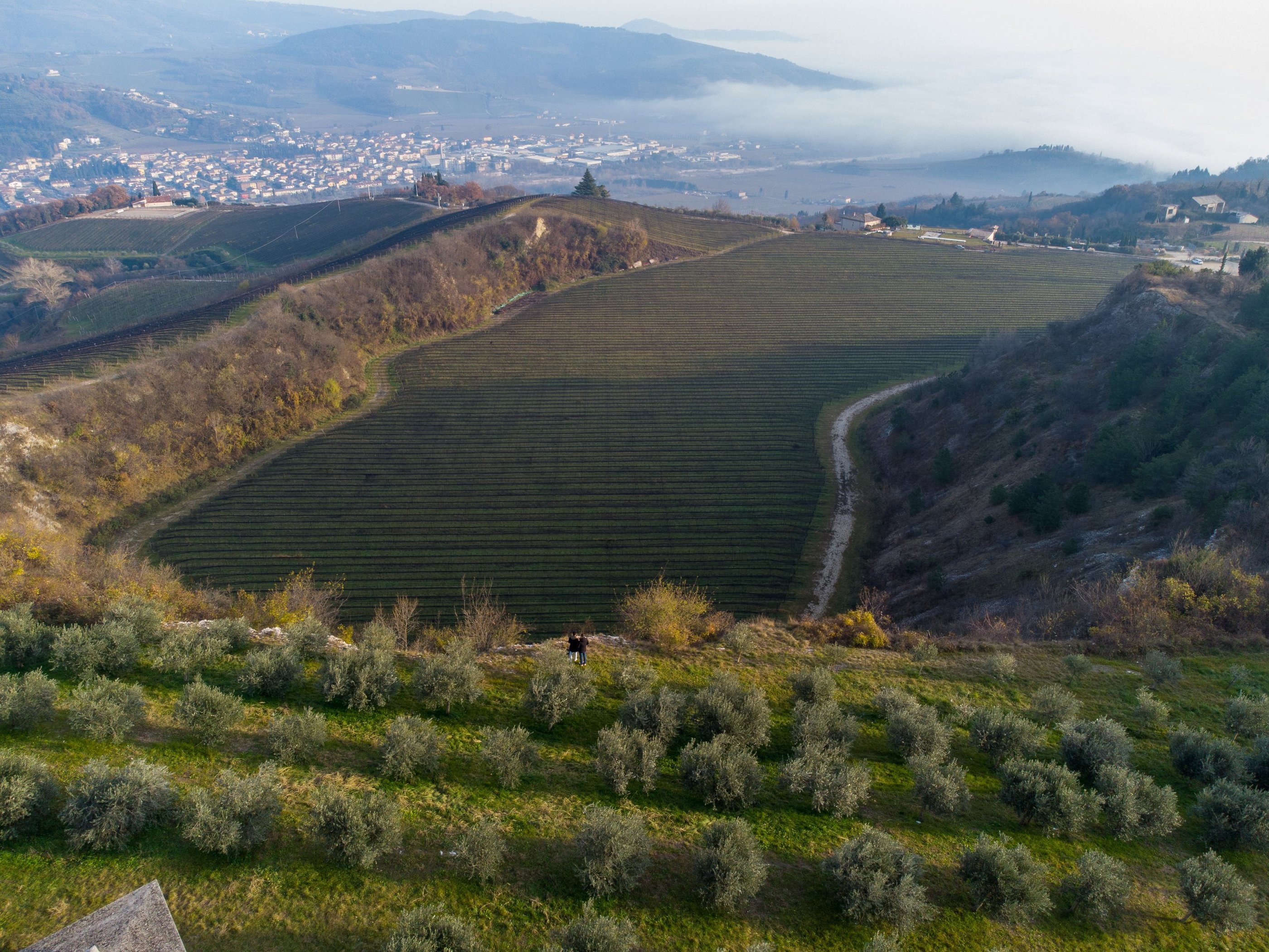 Vigneto biologico dentro una cava di pietra