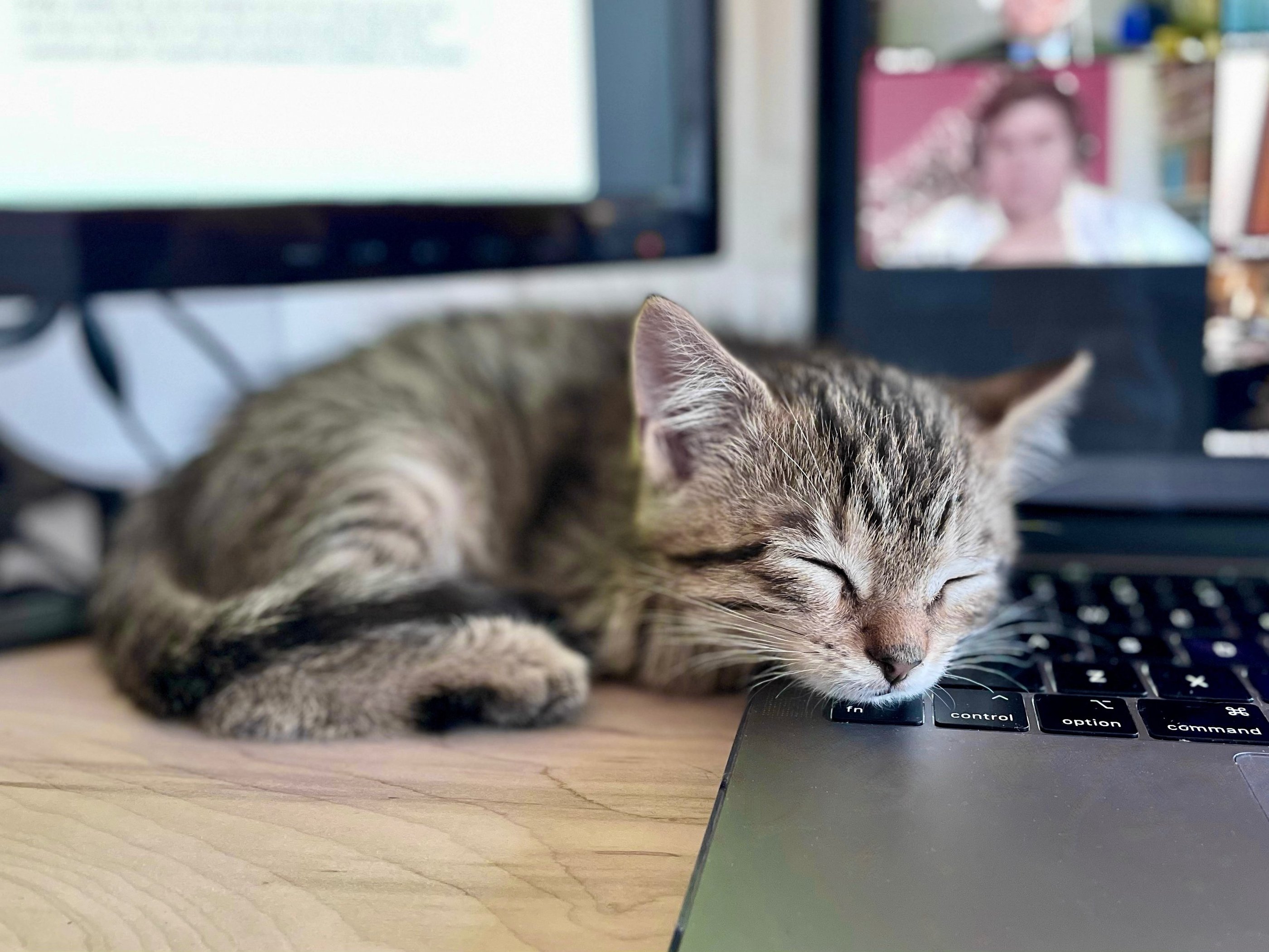 Adorable grey stripe kitten sleeping on the keyboard of a MacBook.