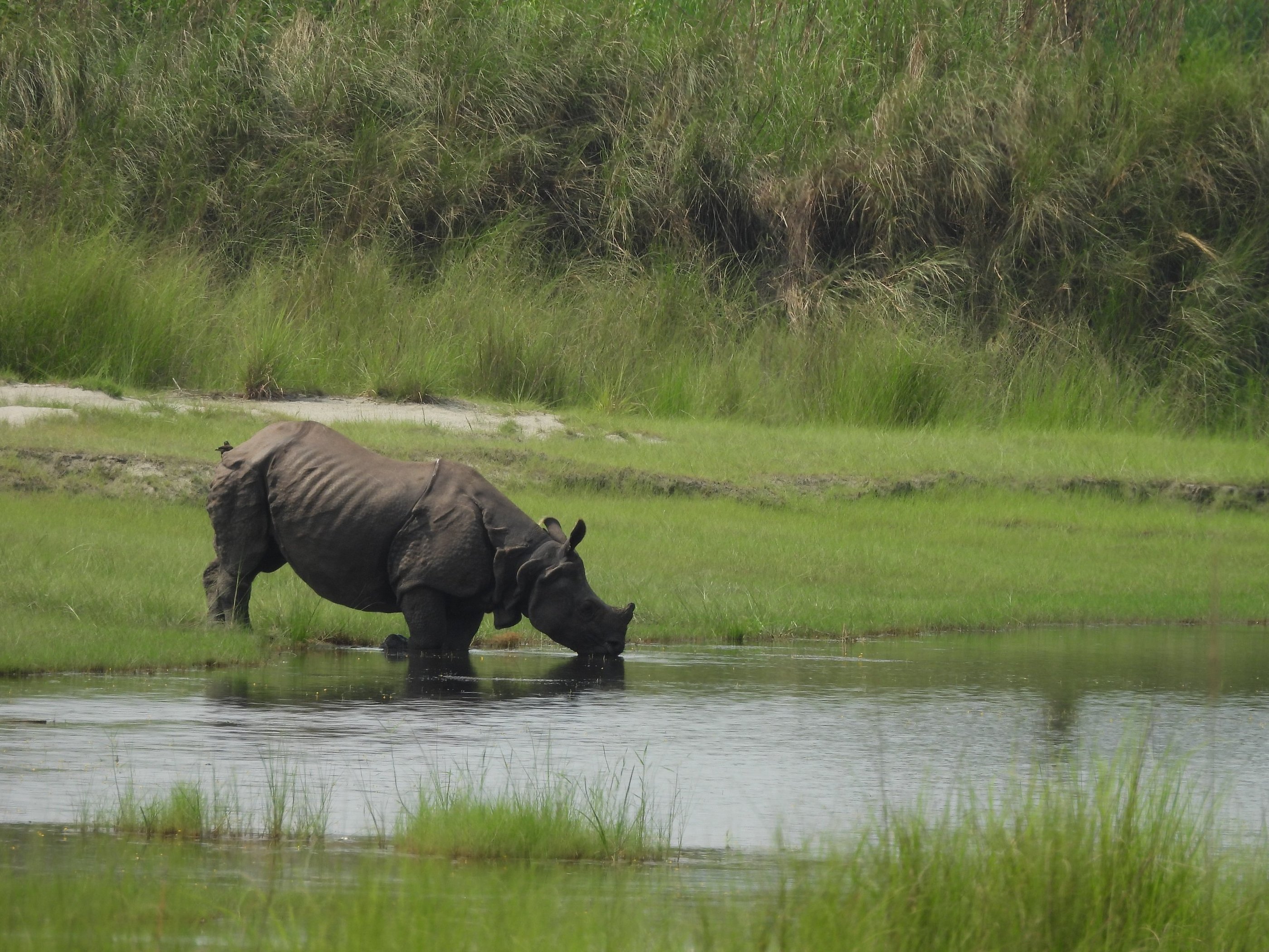 rhino drinking in Bardiya