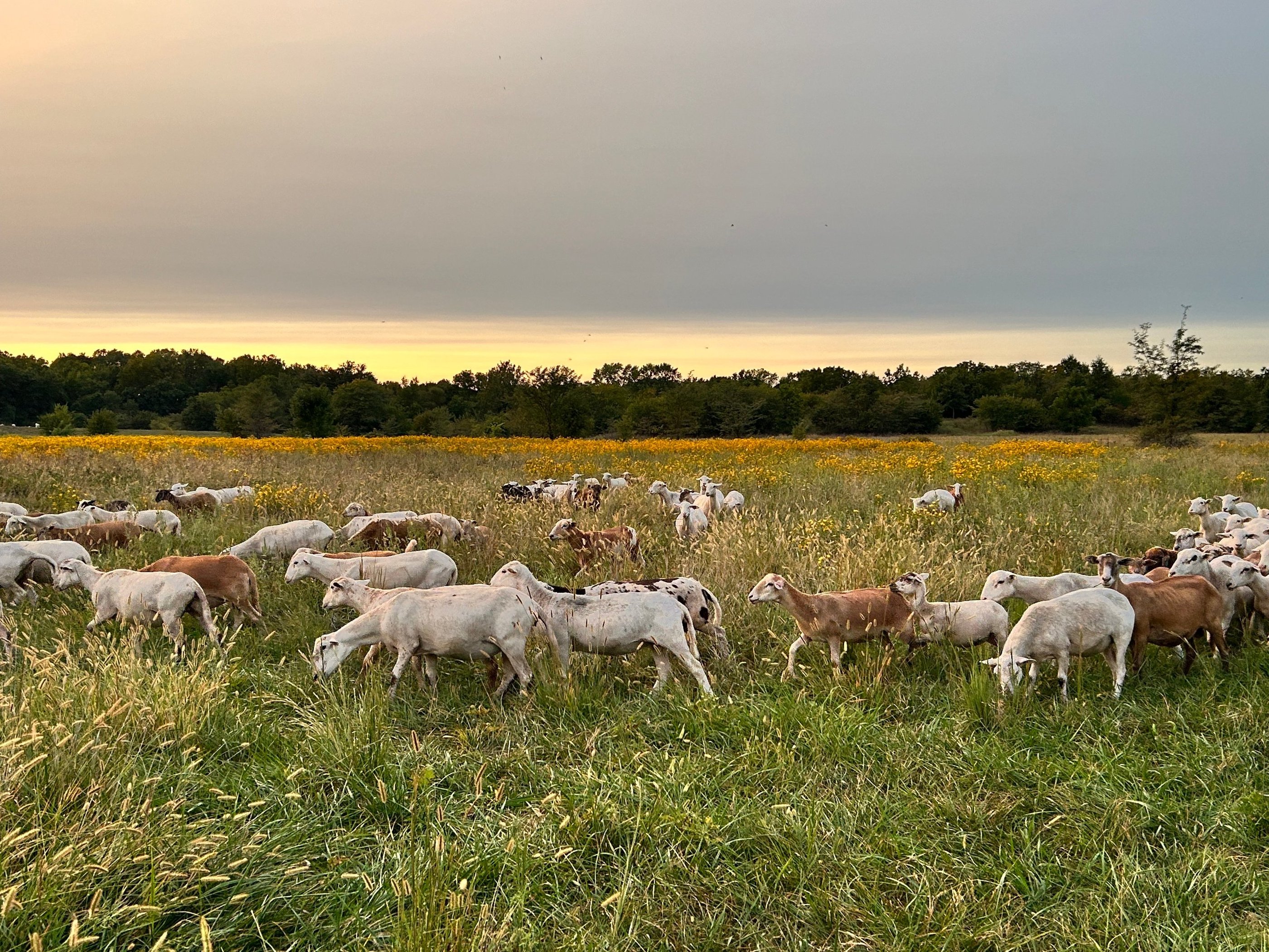 flock of sheep grazing in a field of flowers