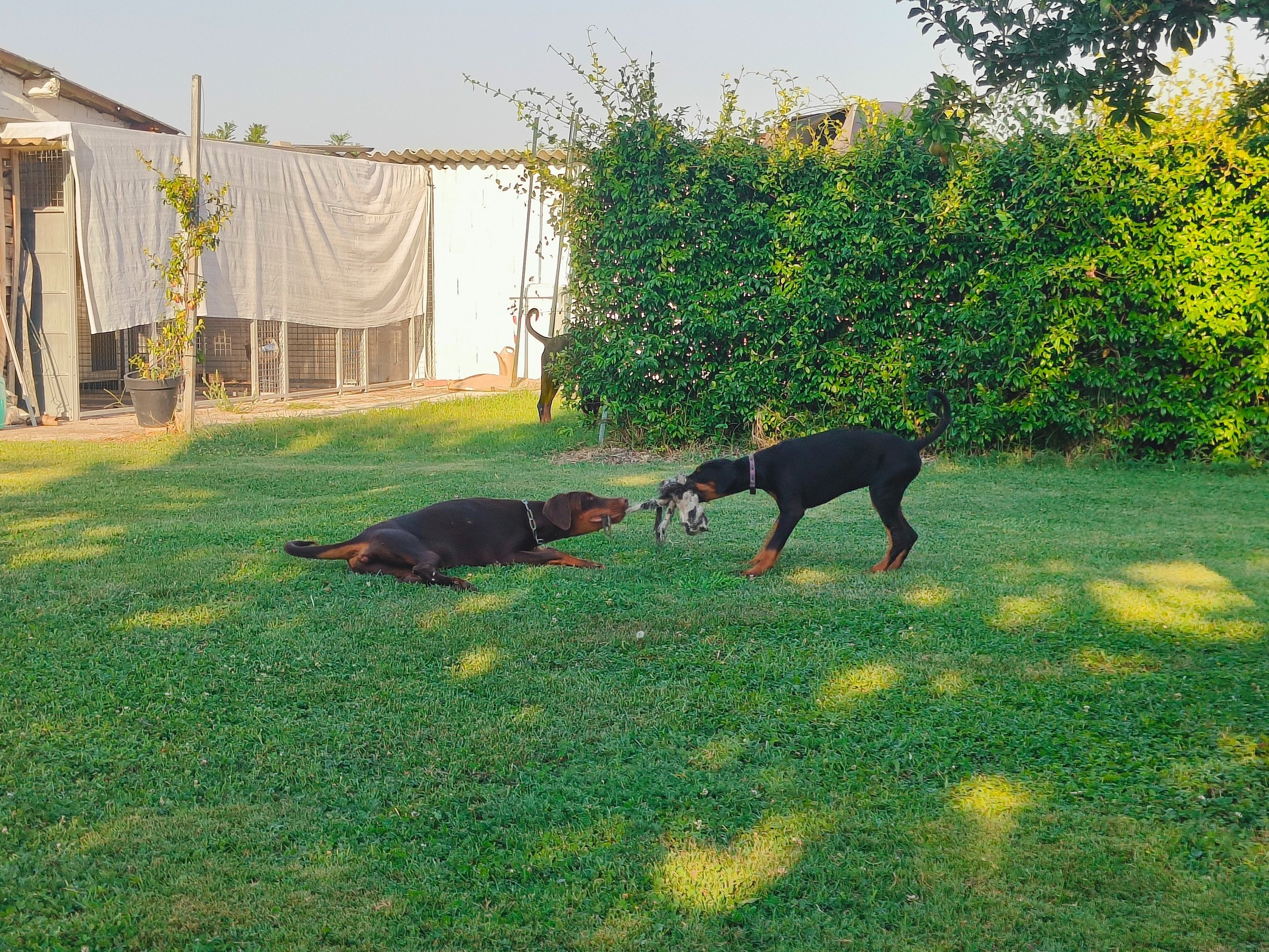 Two Doberman Pinscher dogs playing tug of war with a toy on a green grass lawn. Mesola Ferrara emili