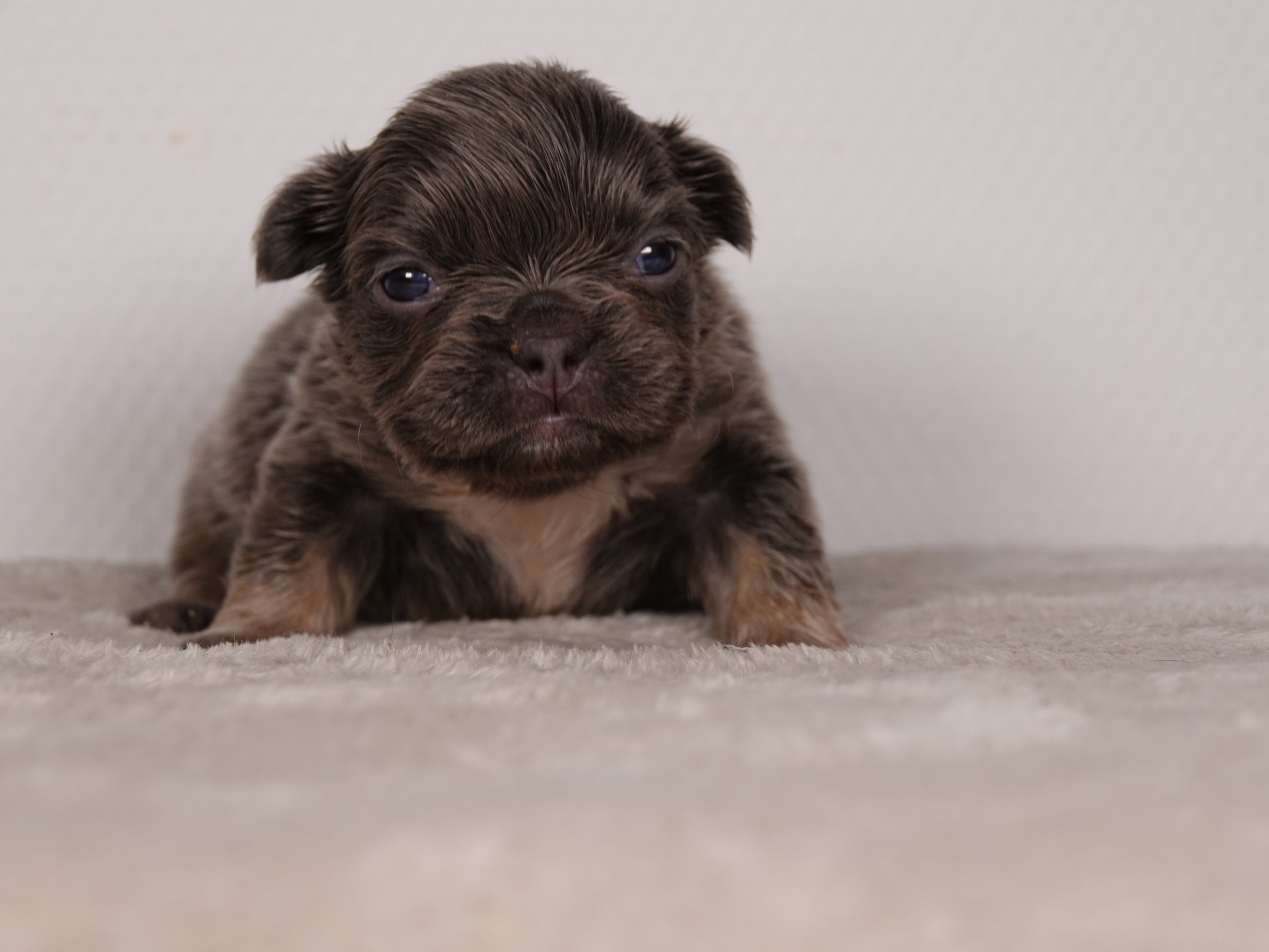 A cute French Bulldog puppy sitting on a soft white blanket.