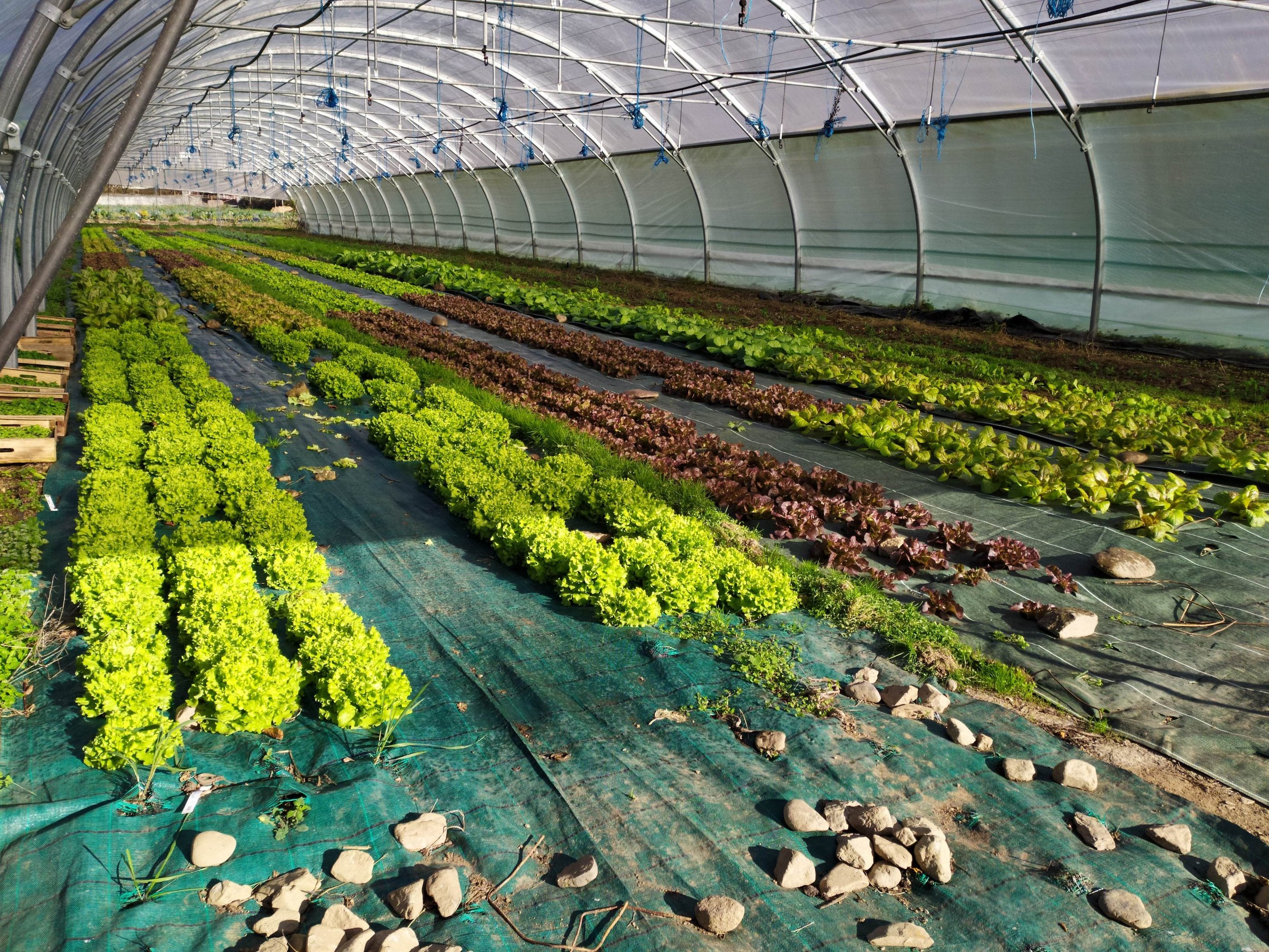 Salades sous serre