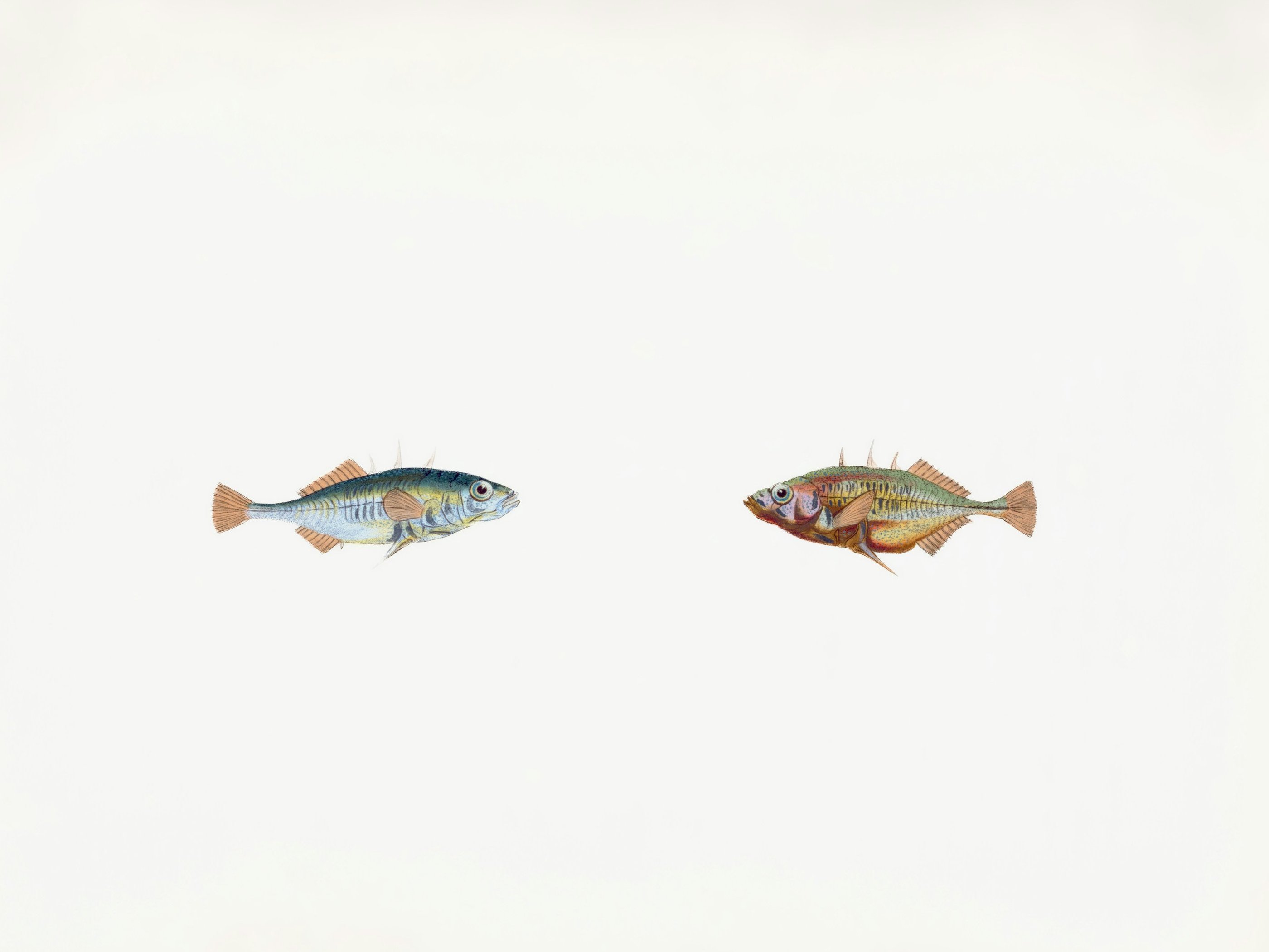 Big fish and small fish