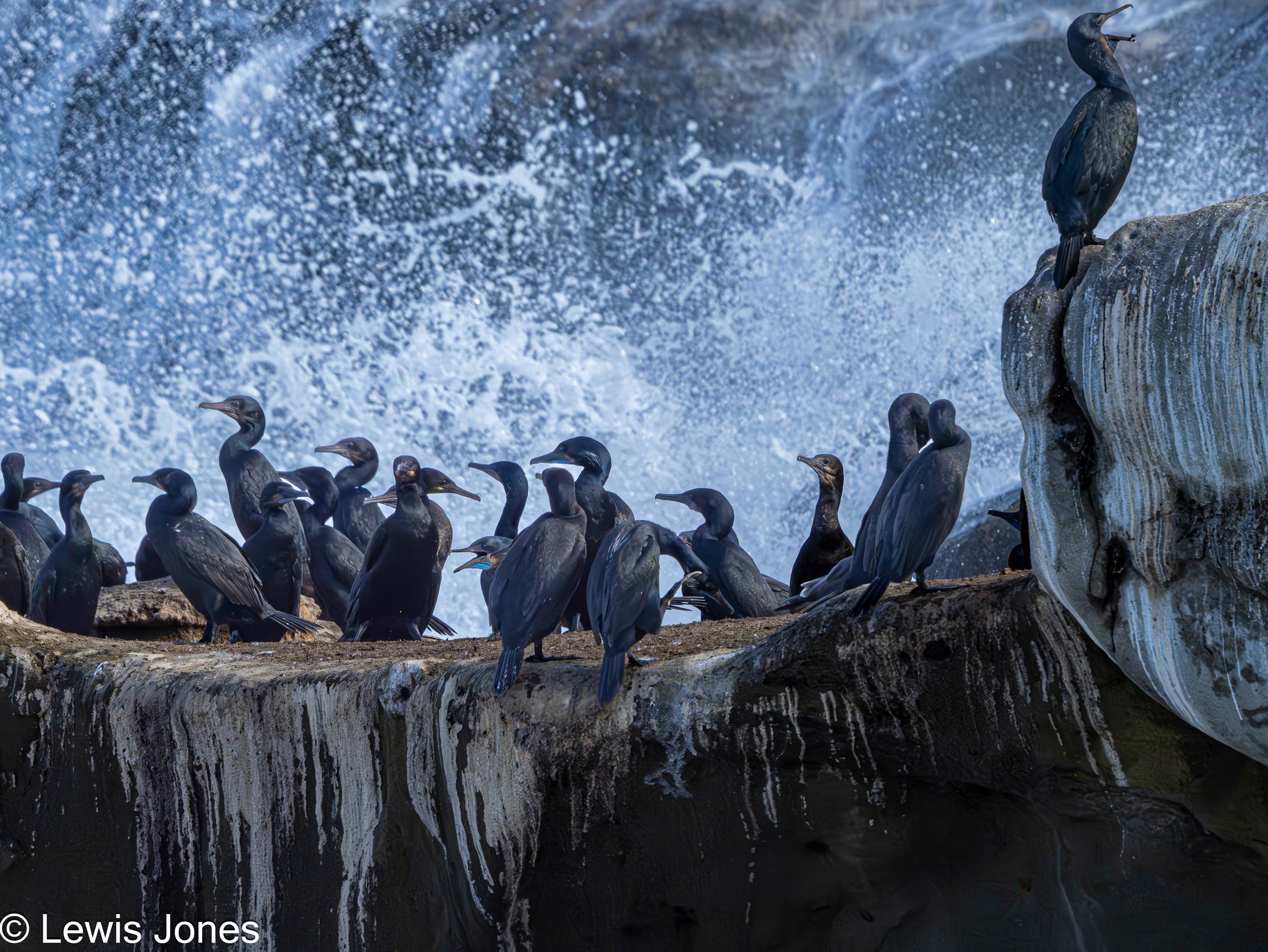 Cormorants in La Jolla, CA.  Taken during breeding season - they were very active