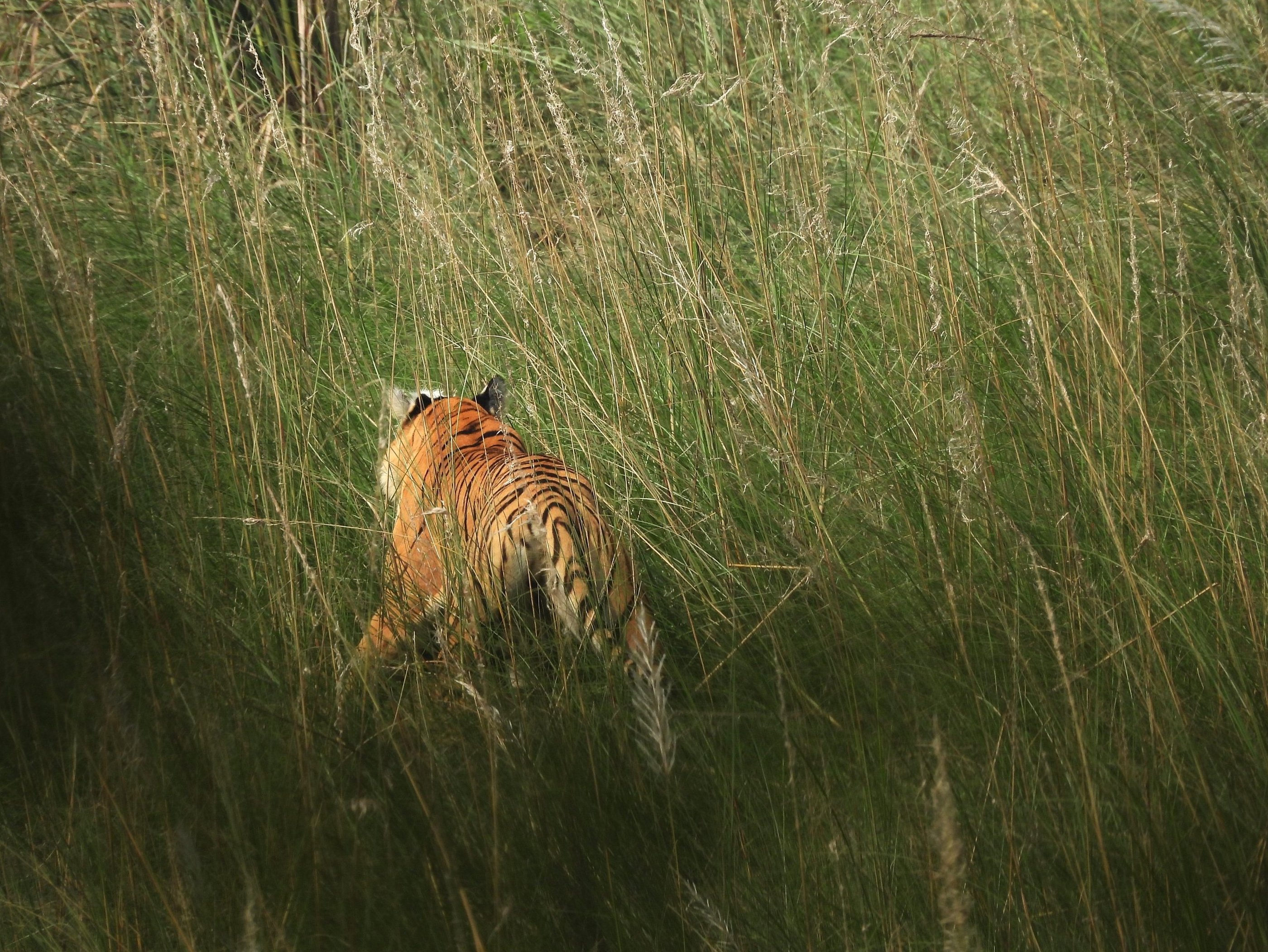 tiger during a jungle safari in Bardia National Park